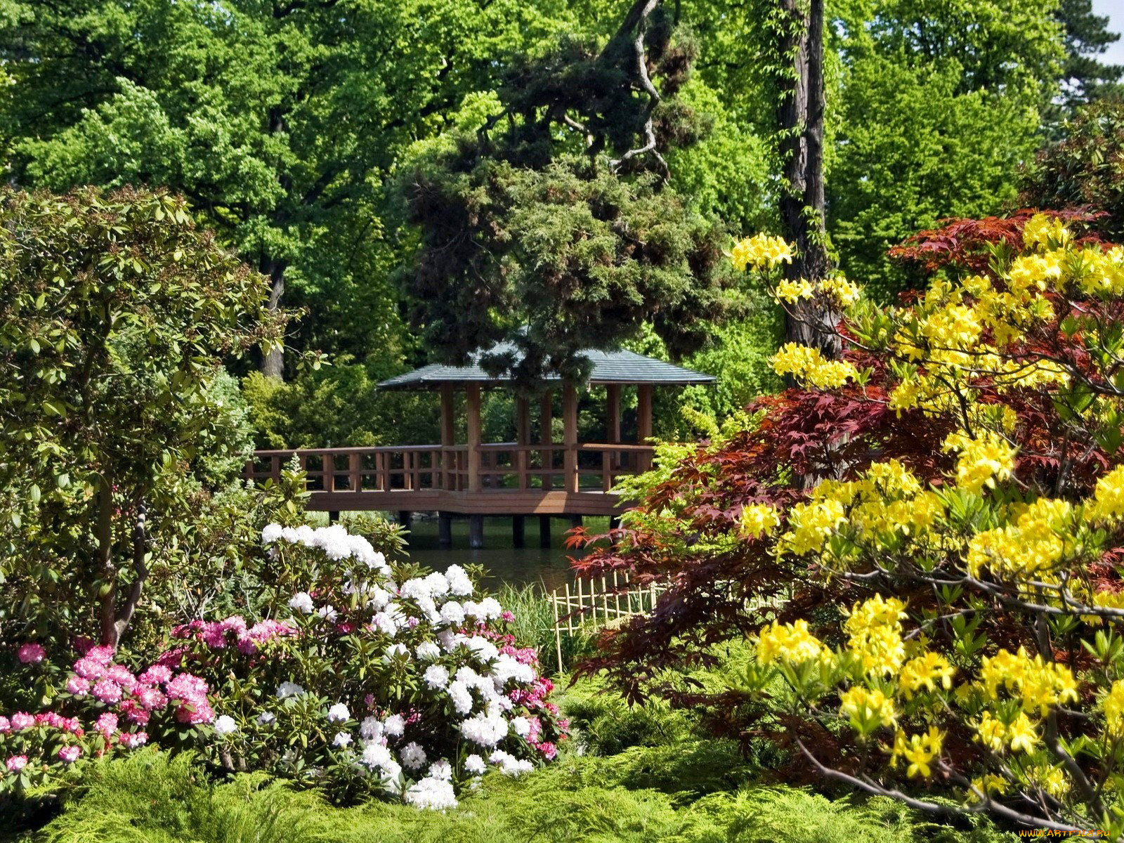 природа, парк, беседка, рододендроны