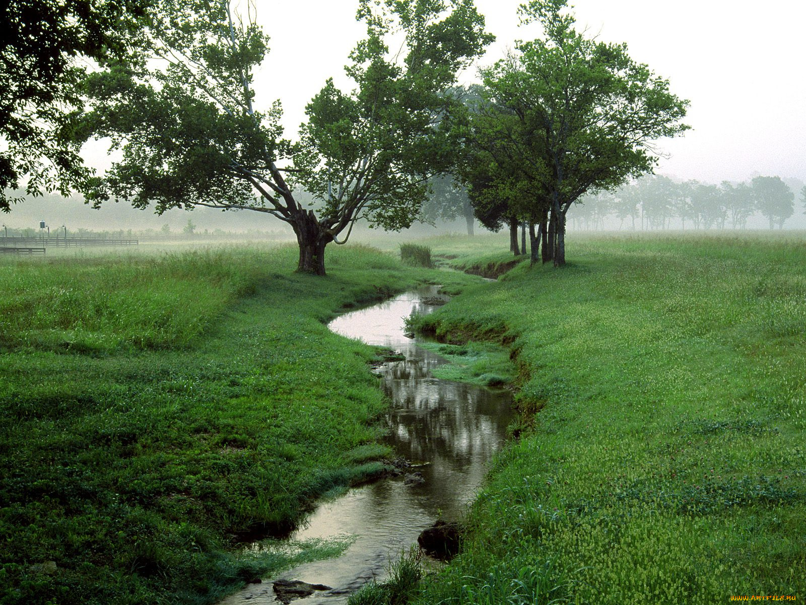 природа, реки, озера, ручей, деревья, туман, трава