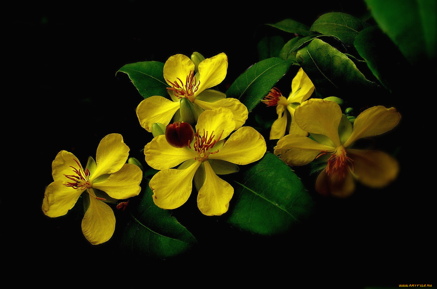 цветы, цветущие, деревья, кустарники, желтый