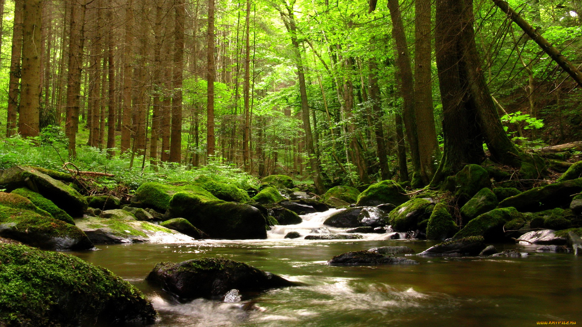 австрия, schwarzaubach, природа, реки, озера, лес, ручей