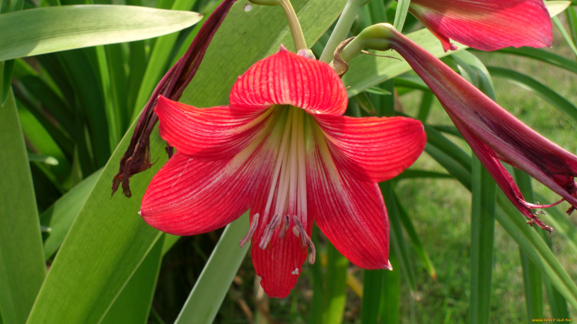 цветы, амариллисы, гиппеаструмы, амариллис