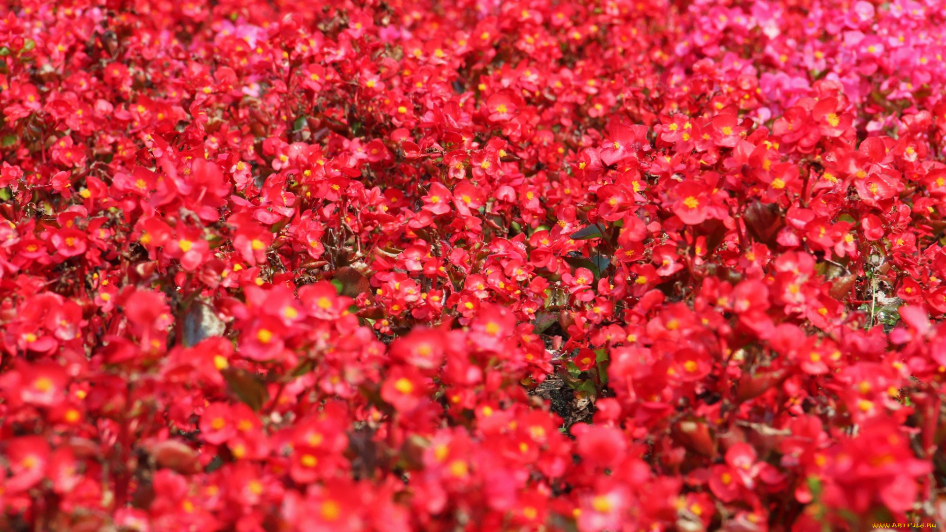 цветы, бегония, розовый