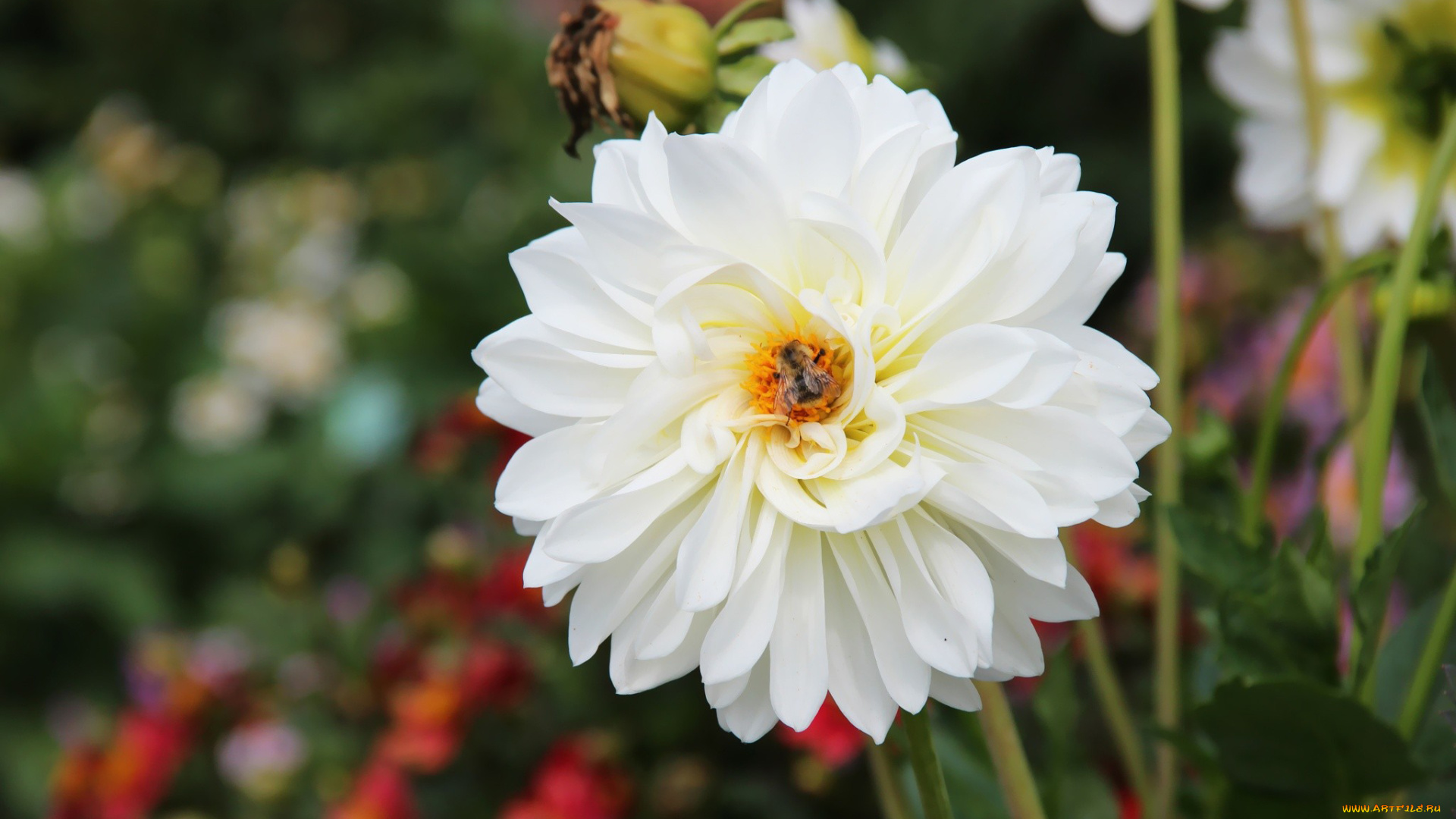 цветы, георгины, белый