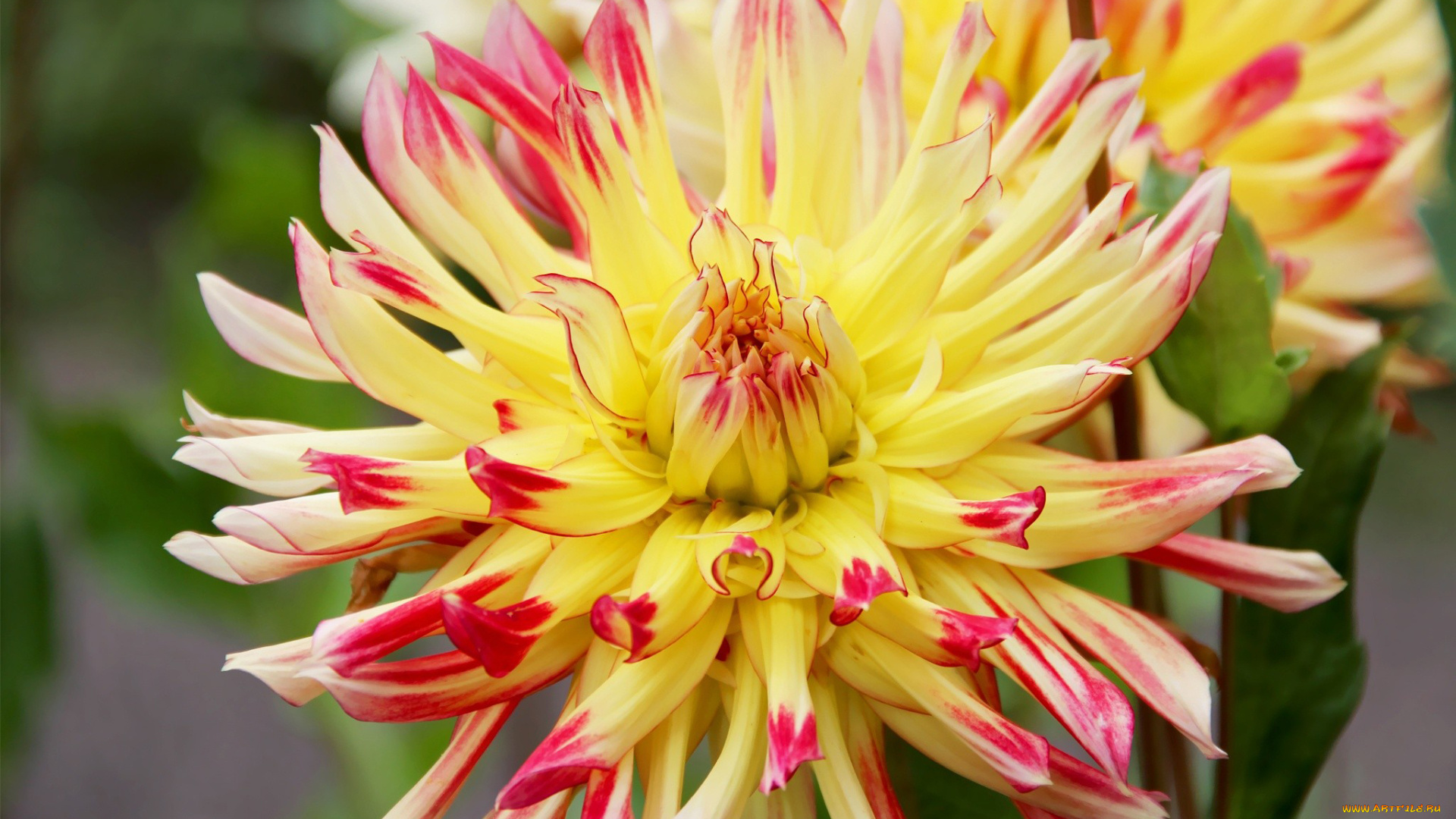 цветы, георгины, пестрый