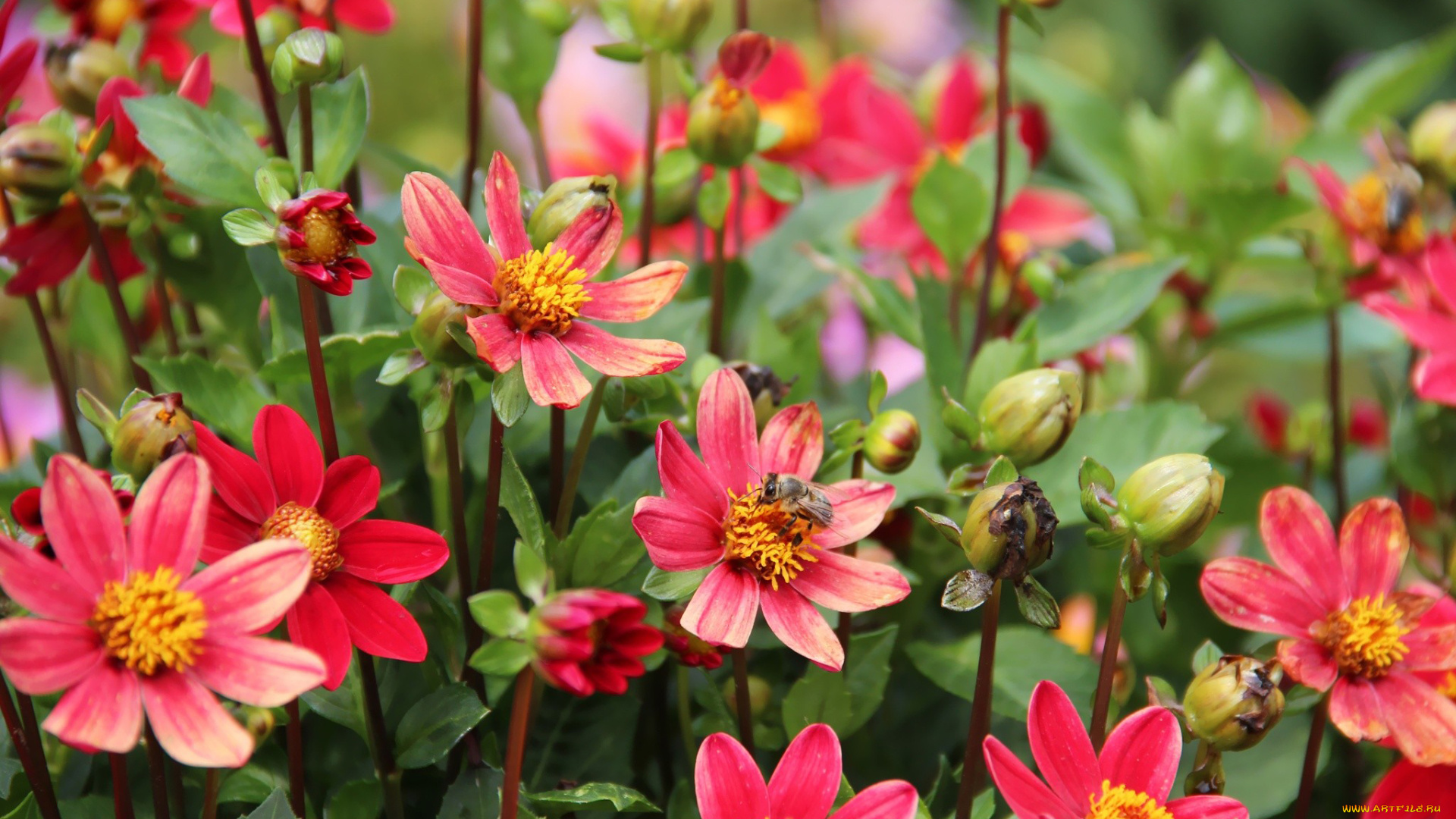 цветы, георгины, розовый