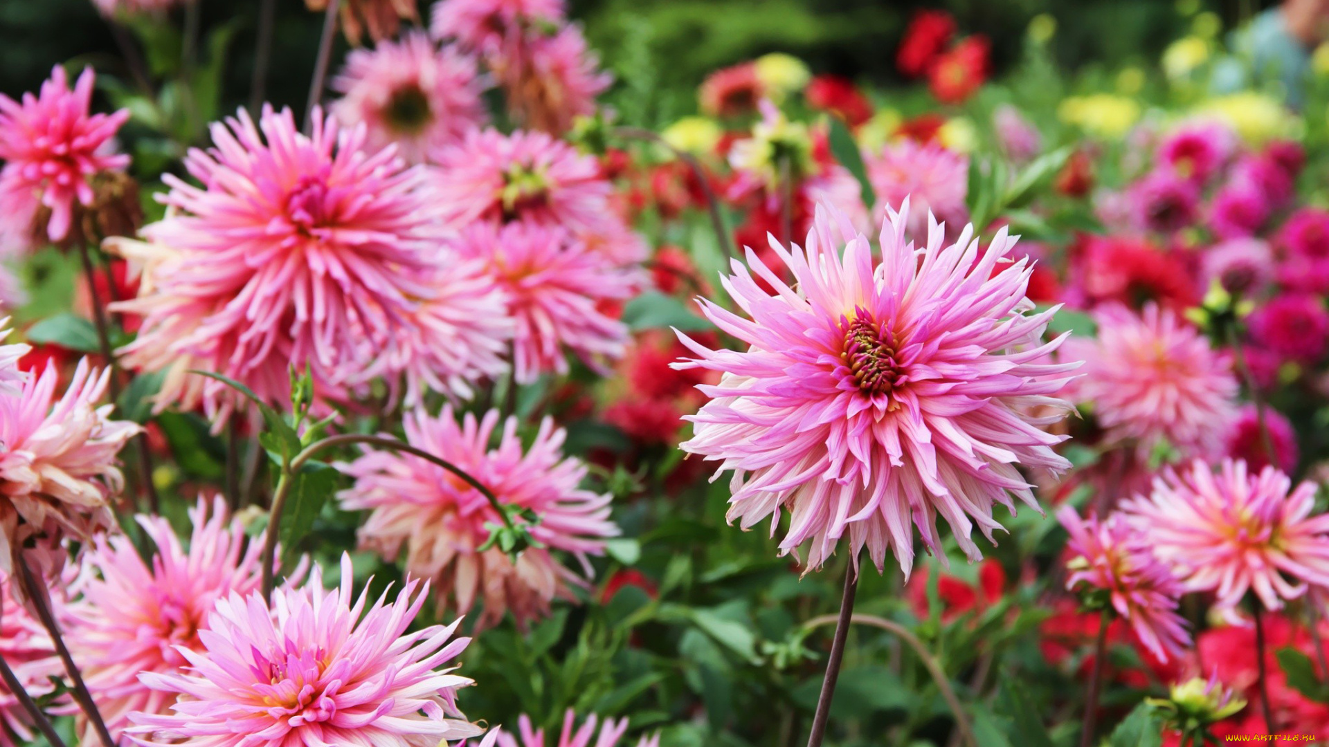 цветы, георгины, розовый