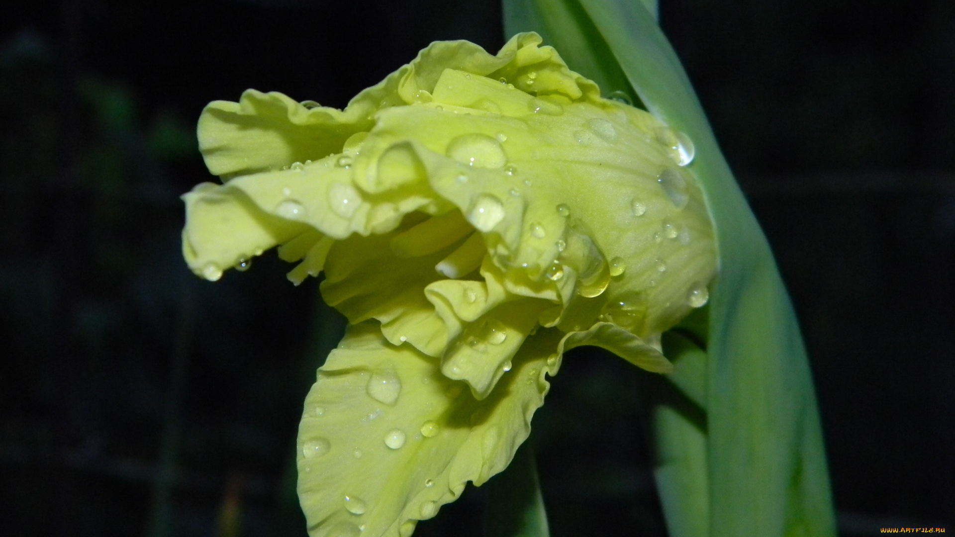 цветы, гладиолусы, бутон, капли