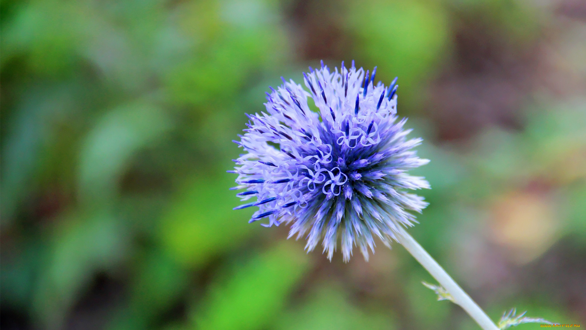 цветы, луговые, полевые, синий