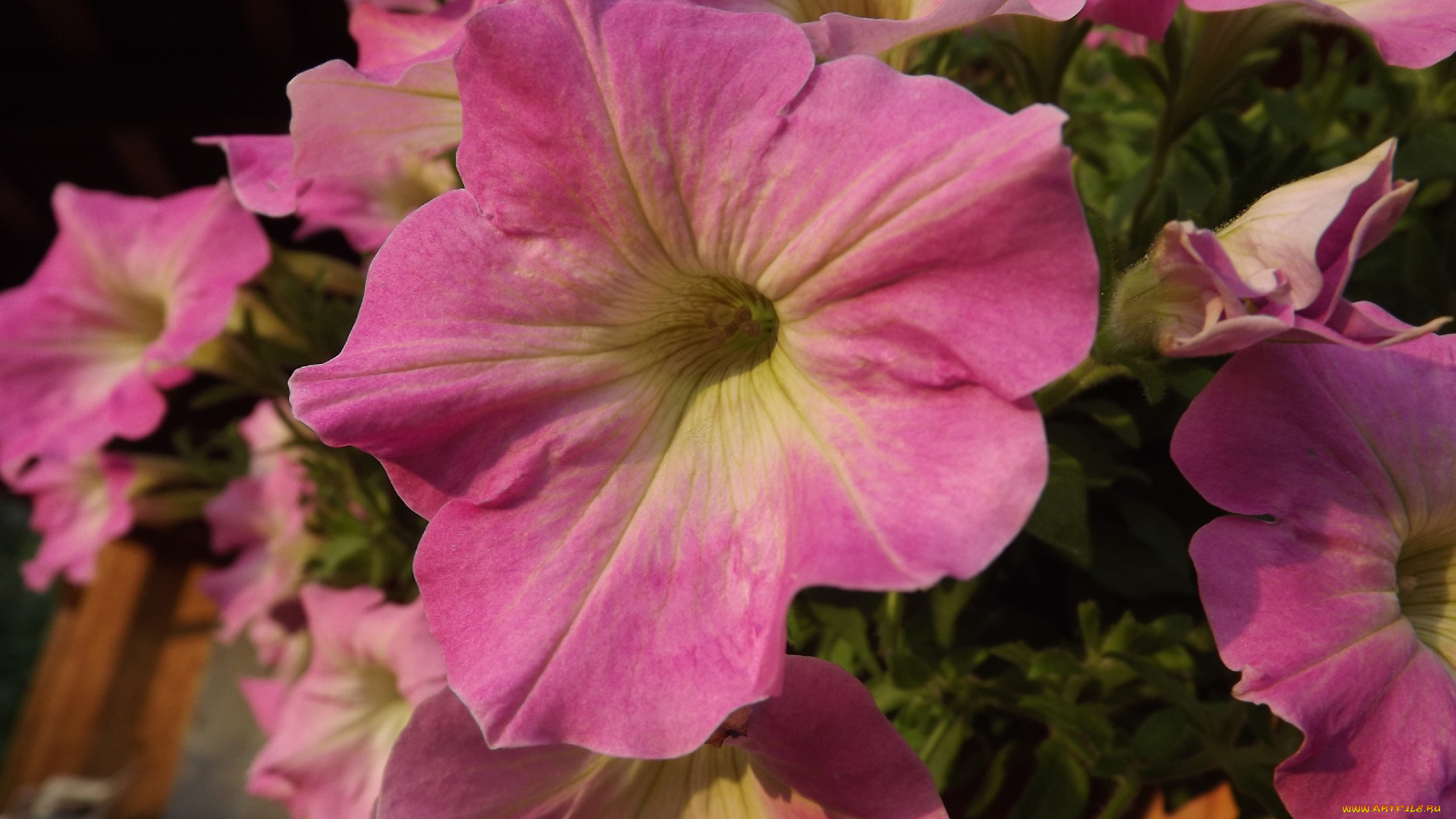 цветы, петунии, калибрахоа, розовый, макро