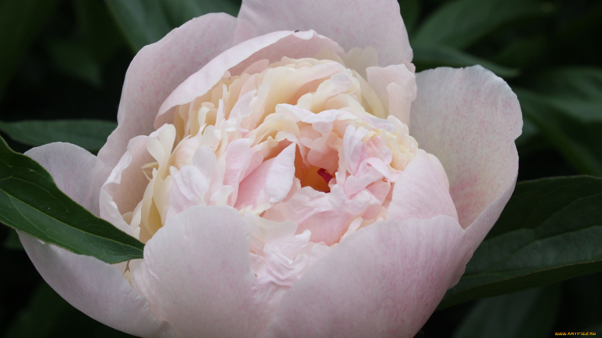 цветы, пионы, макро