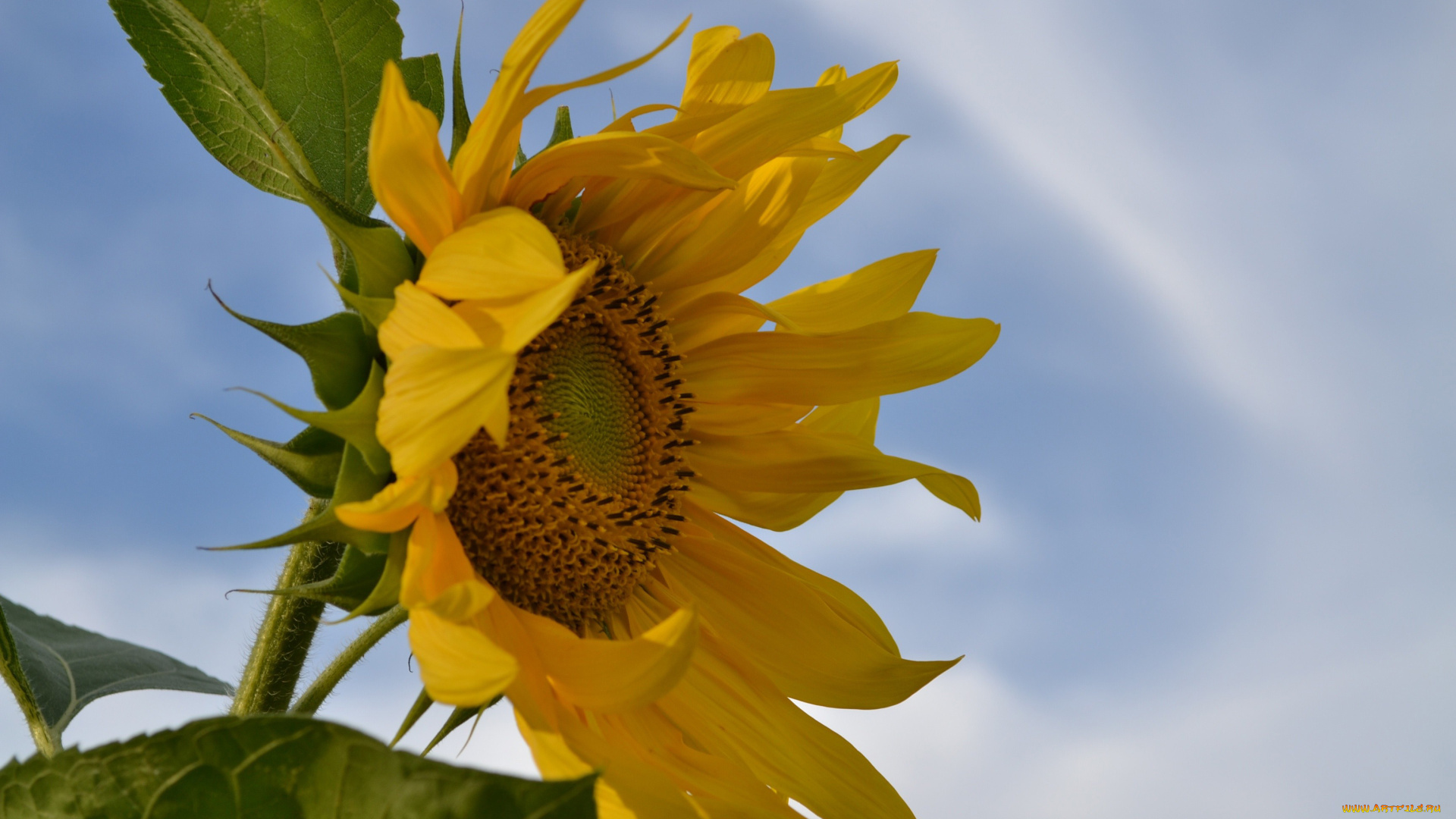 цветы, подсолнухи, желтый