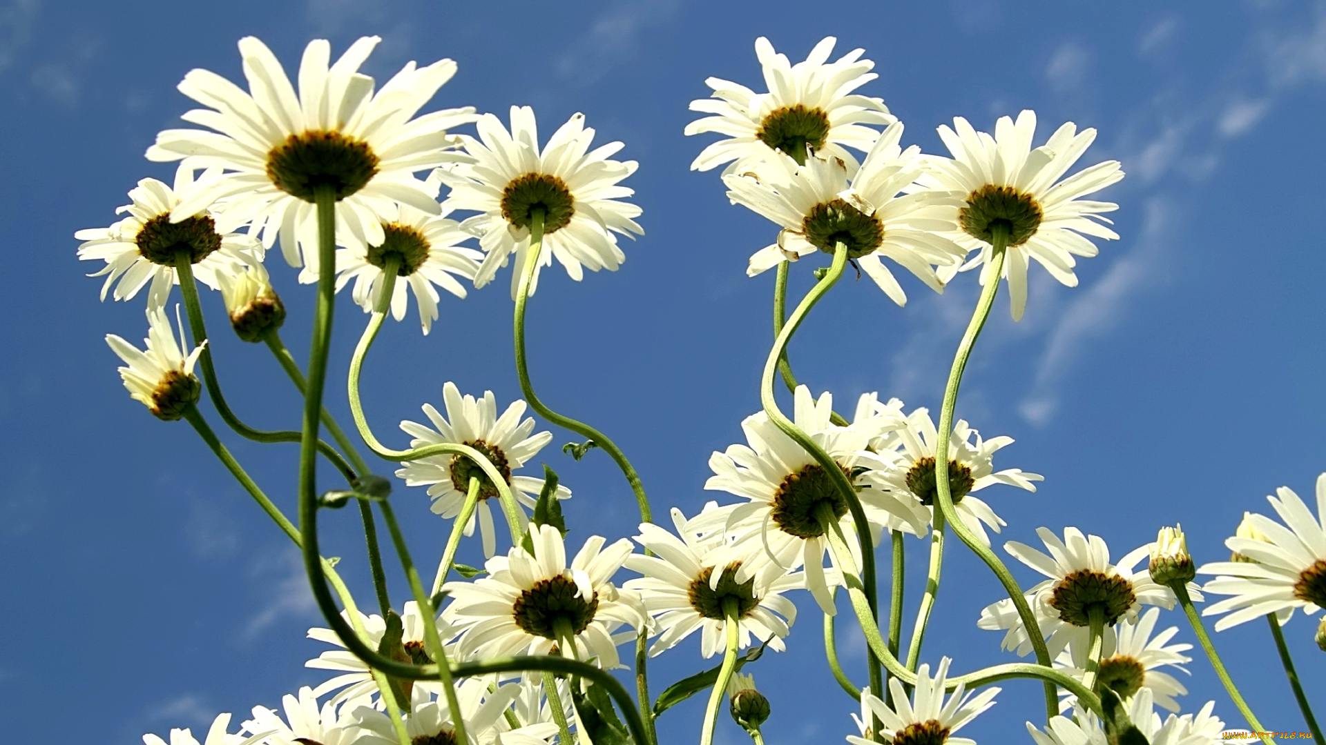 цветы, ромашки, белый, небо