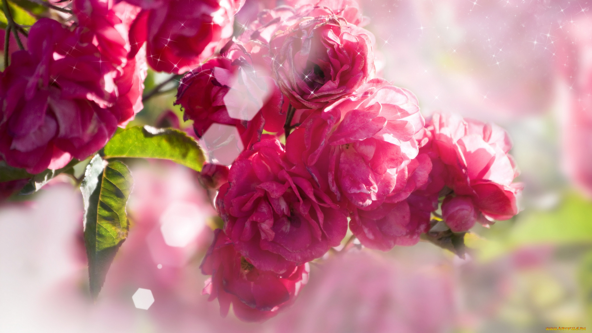 цветы, розы