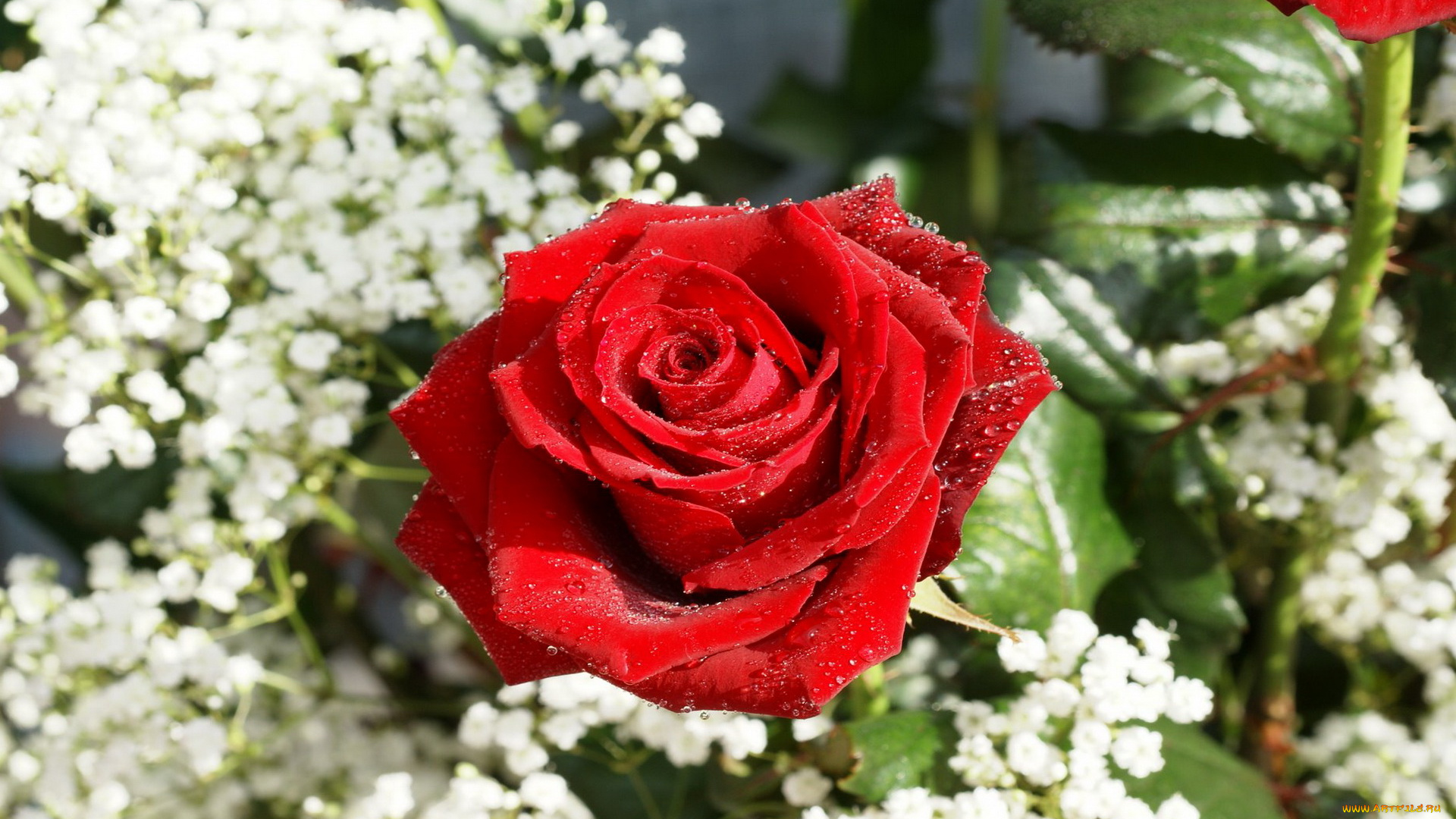 цветы, розы, алый, капли
