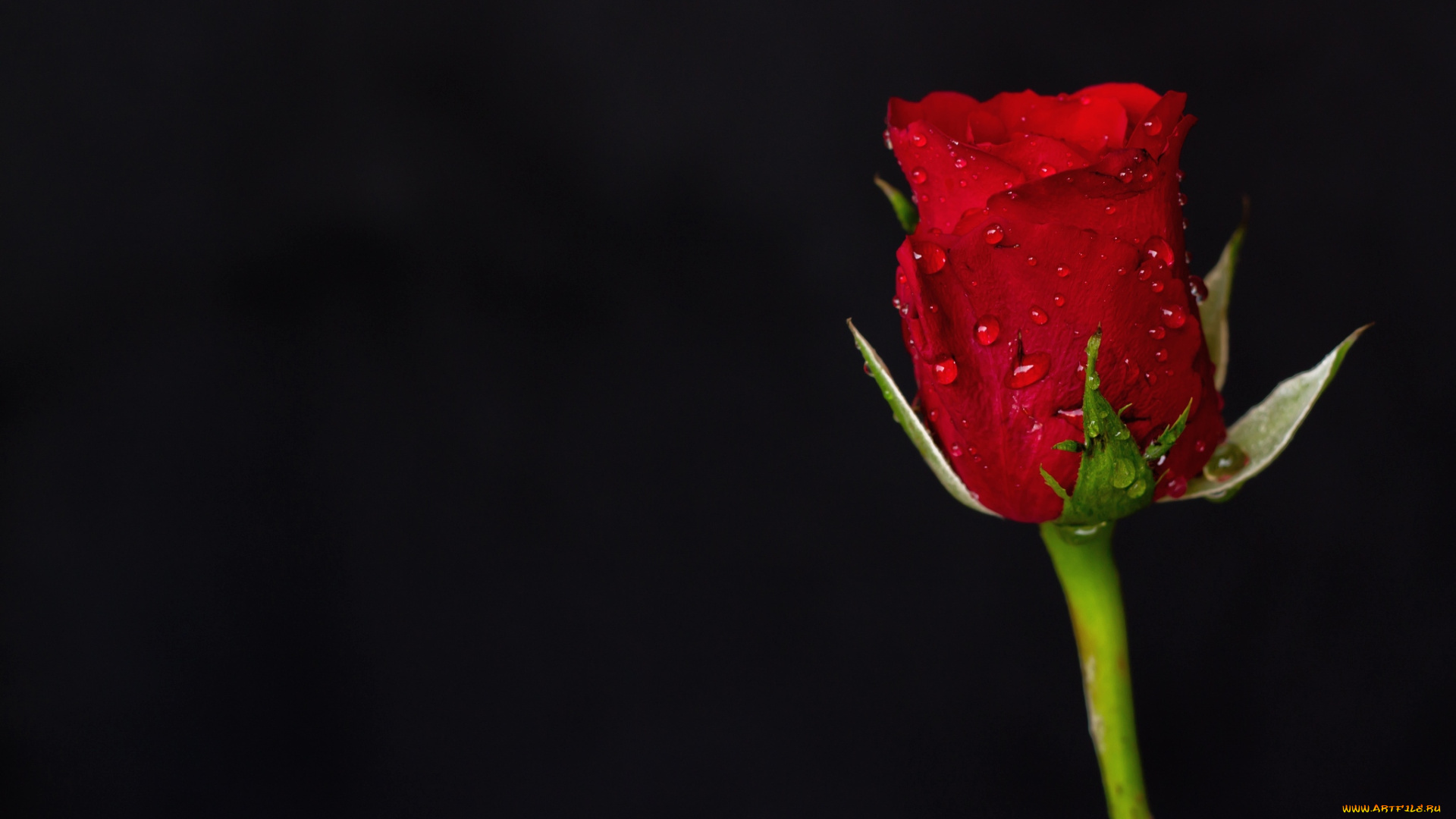 цветы, розы, бутон, капли, красный