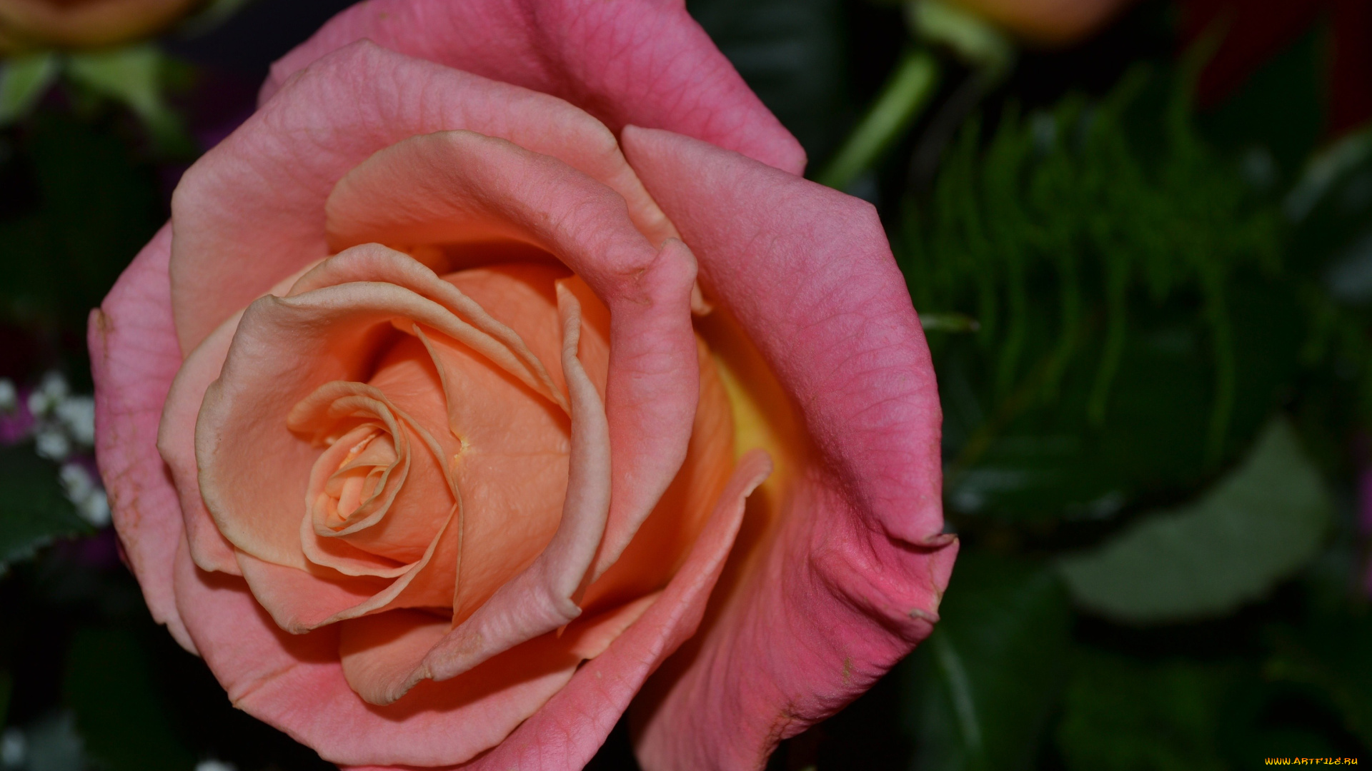 цветы, розы, макро