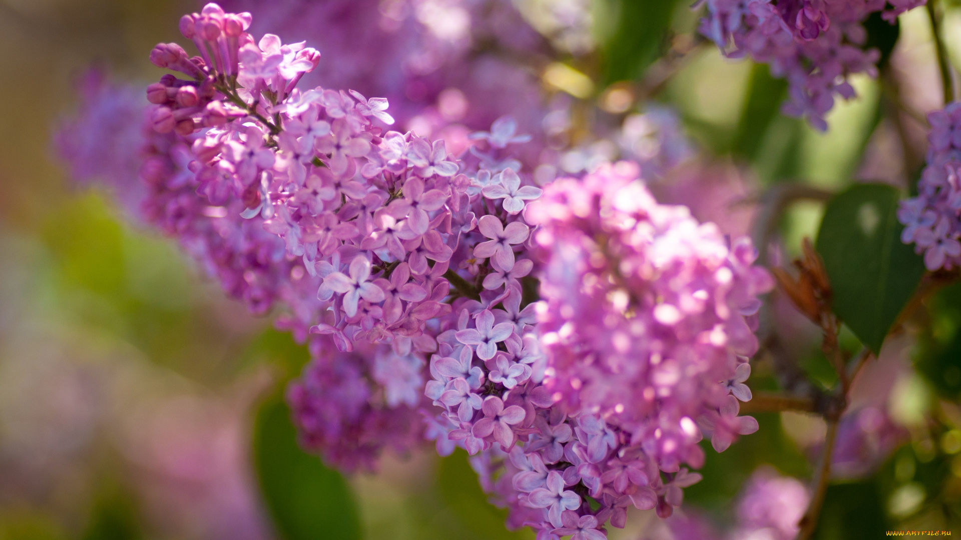 цветы, сирень, гроздь