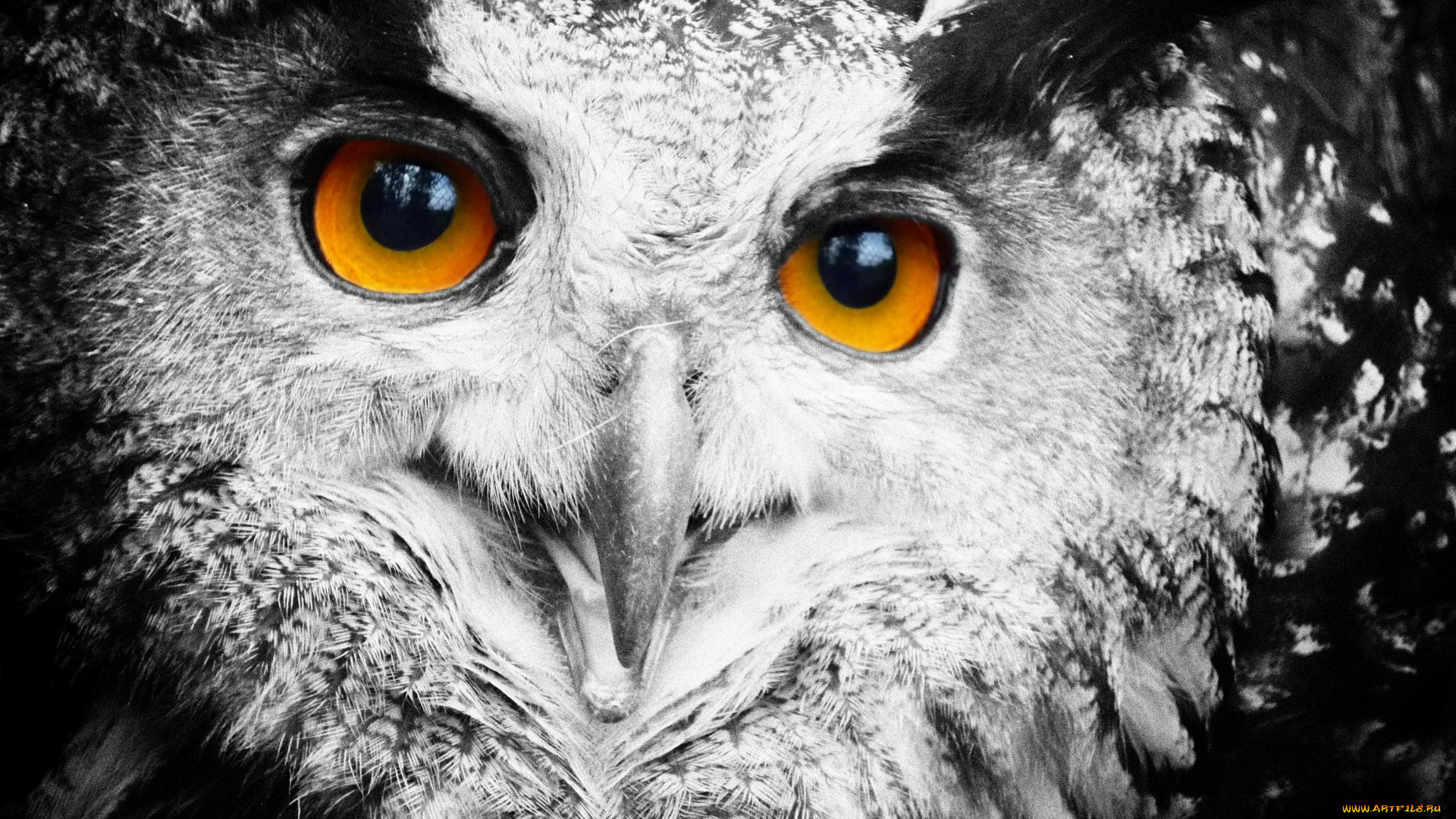 филин, животные, совы, голова, глаза
