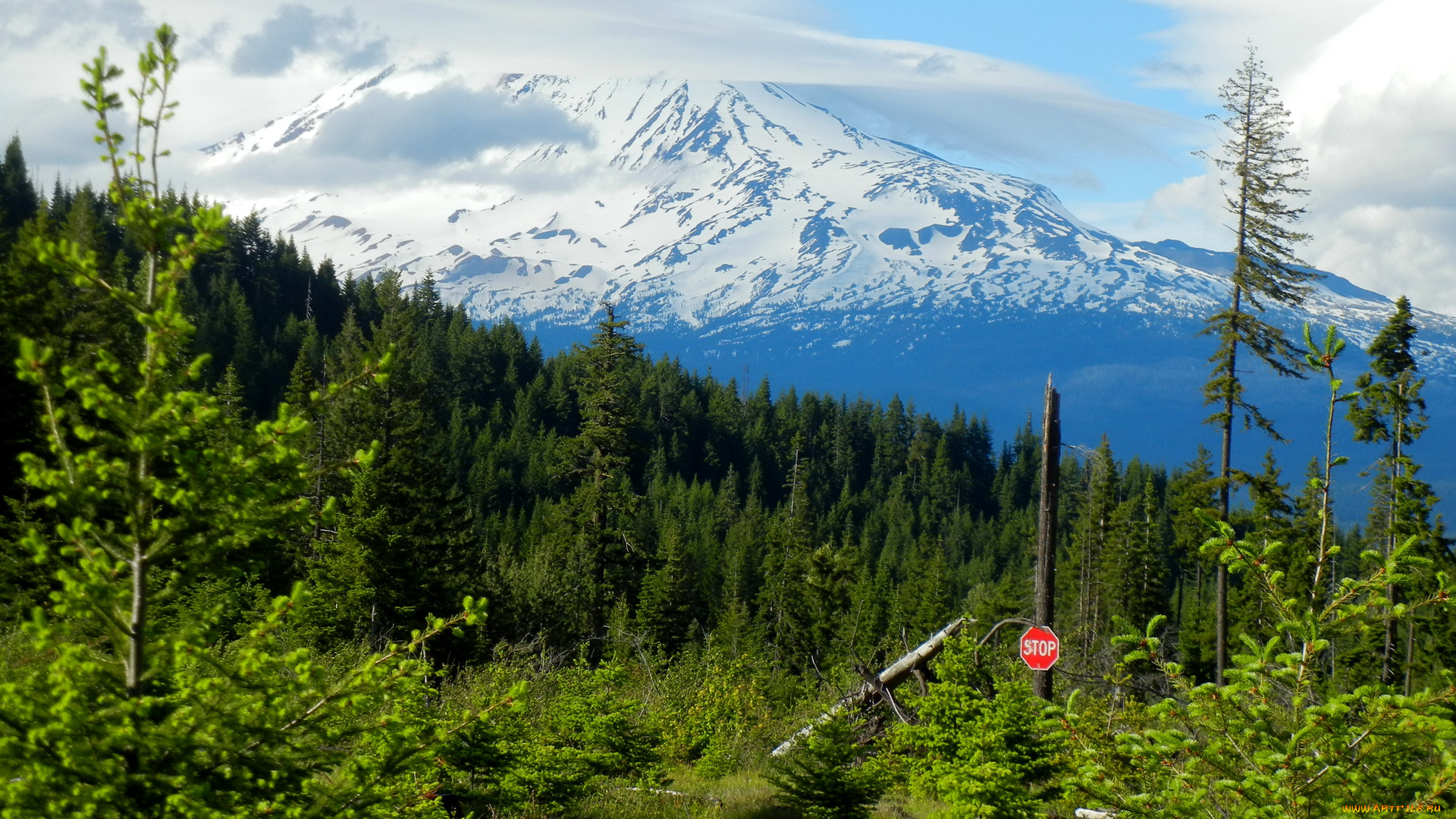 gifford, pinchot, national, forest, washington, usa, природа, лес, горы