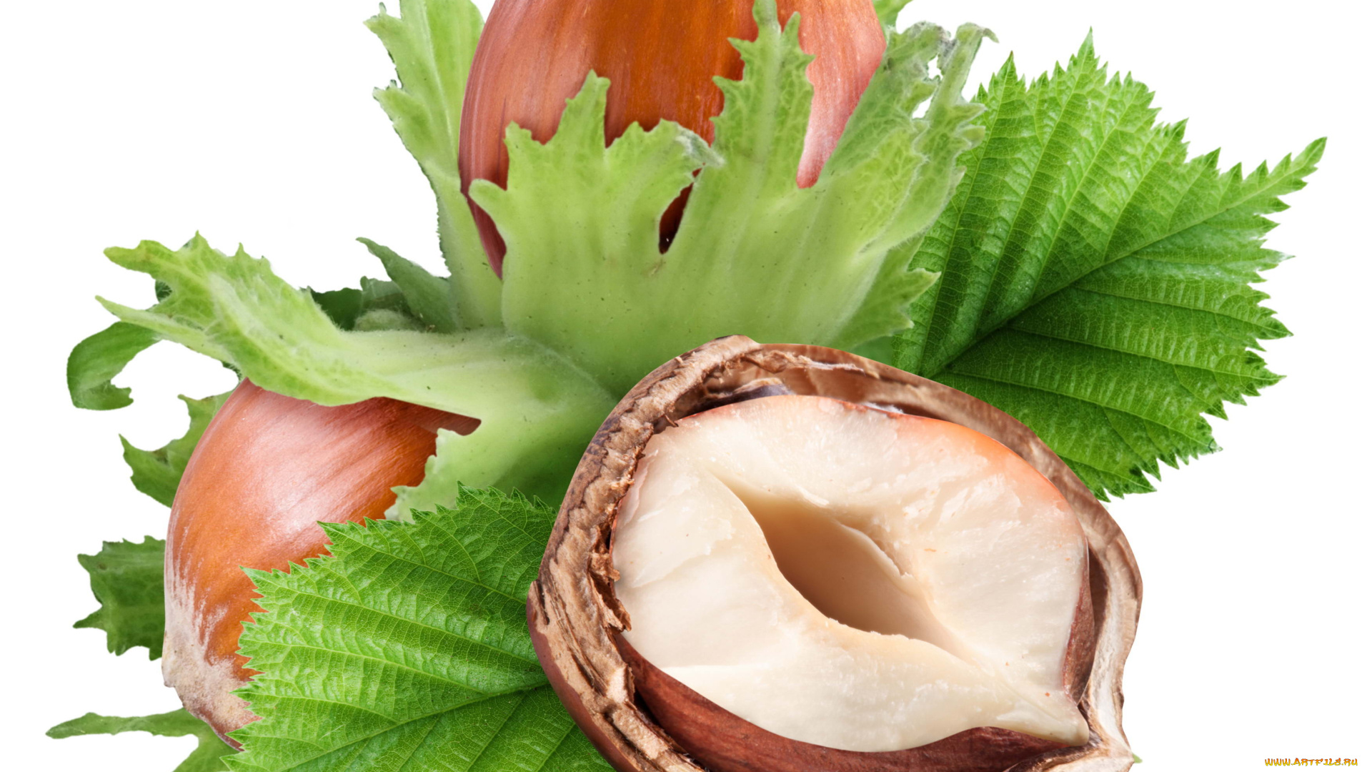 лесные, орехи, еда, каштаны, листья