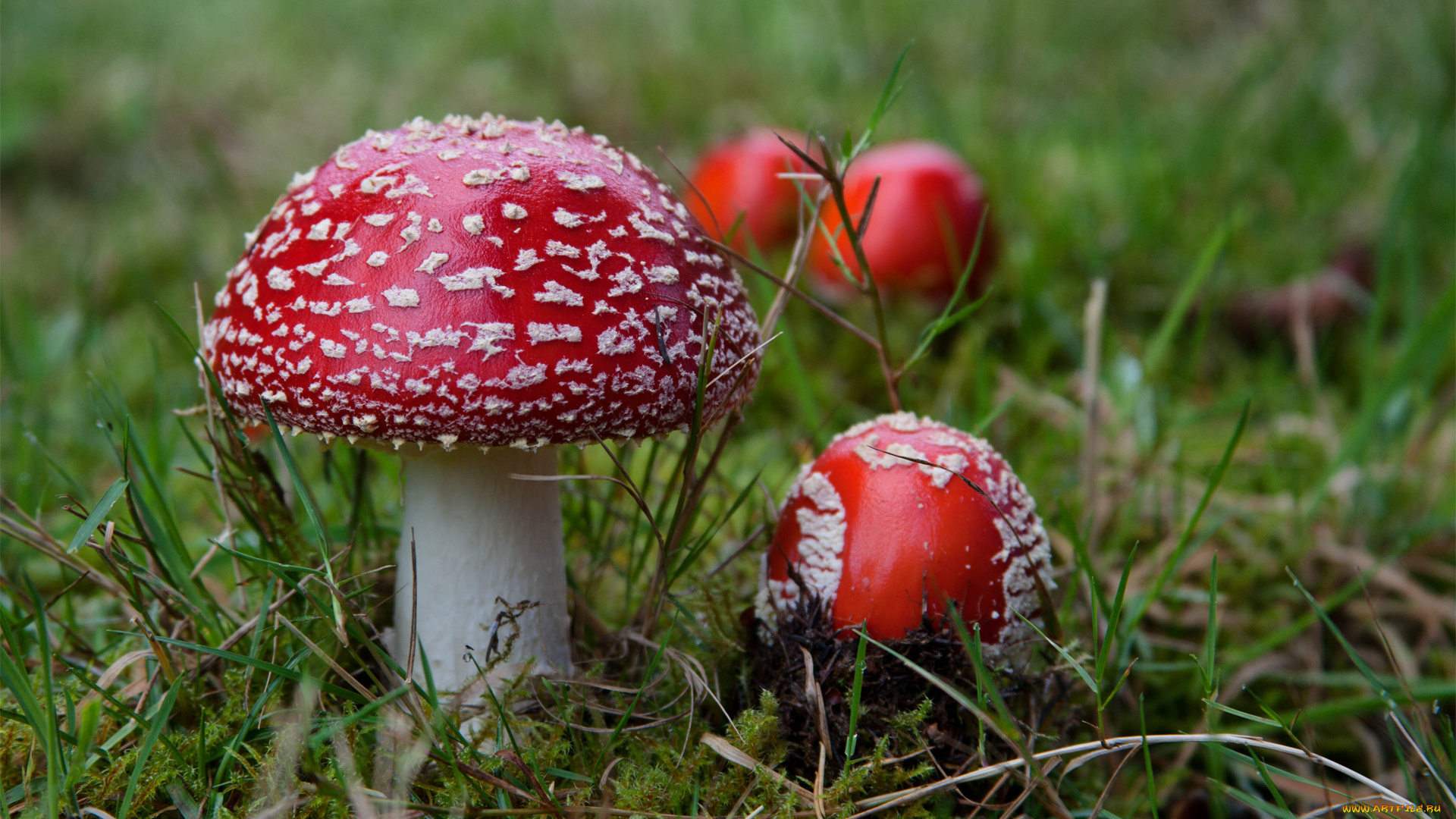 природа, грибы, мухомор, поляна, трава, мухоморы