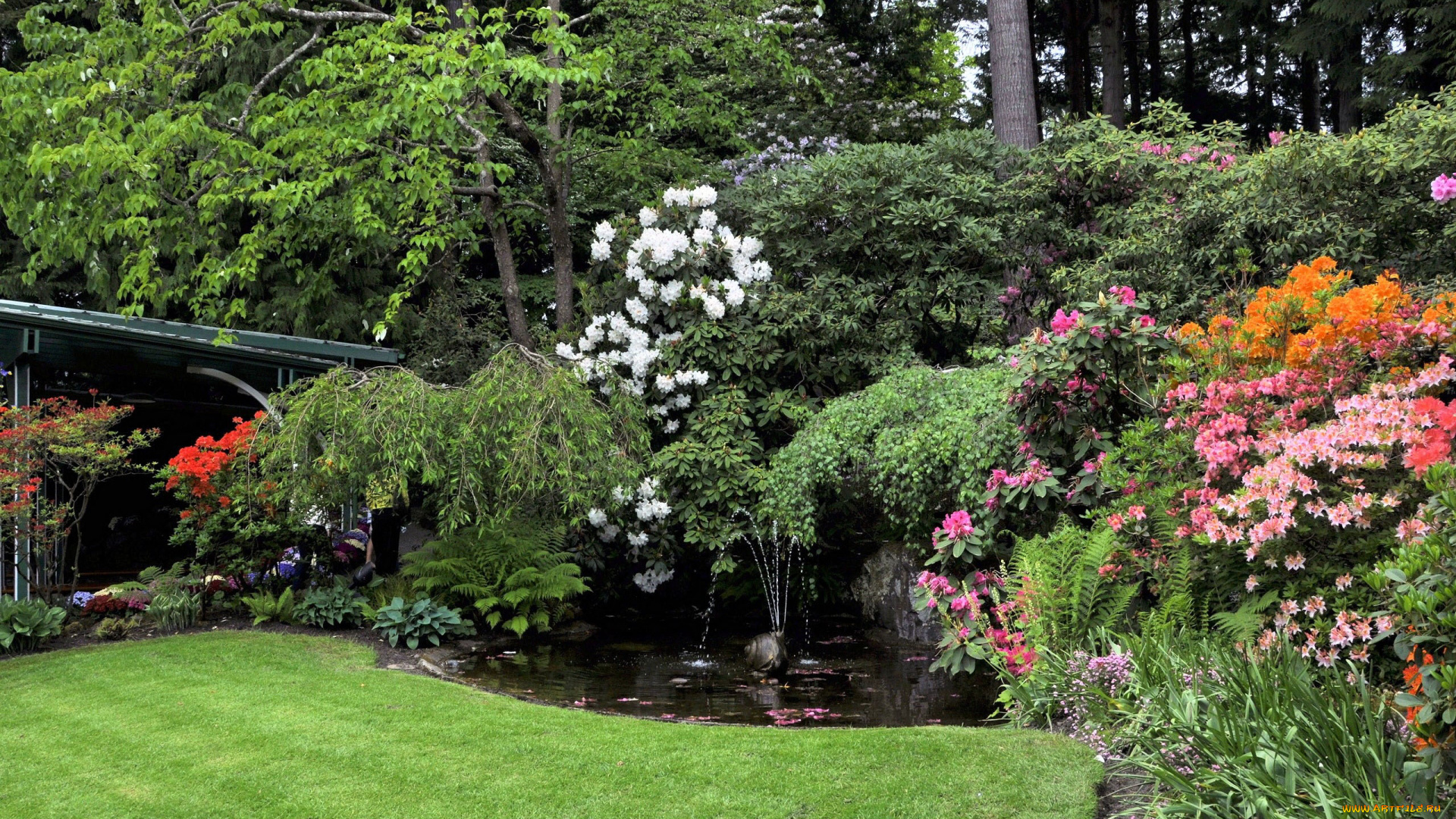 природа, парк, фонтан, рододендроны