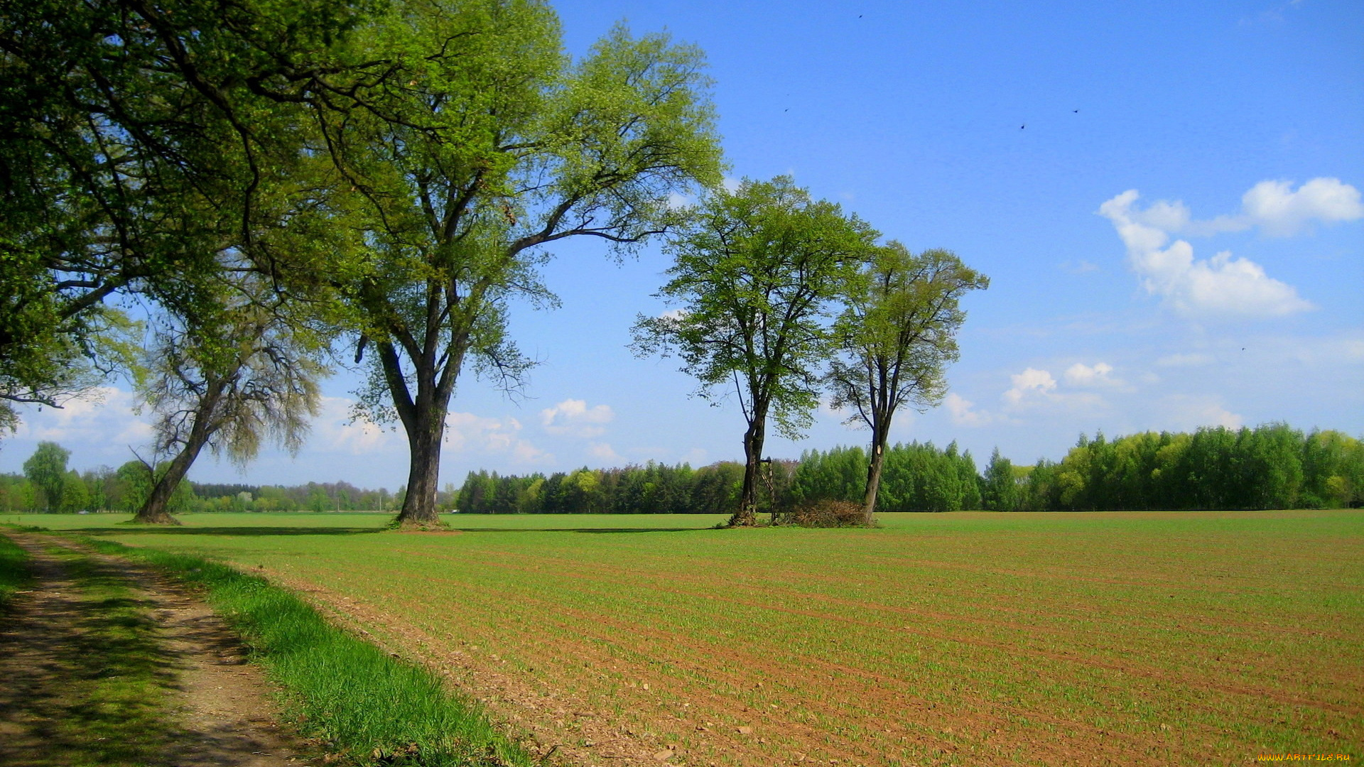 природа, поля, дорога, деревья, поле