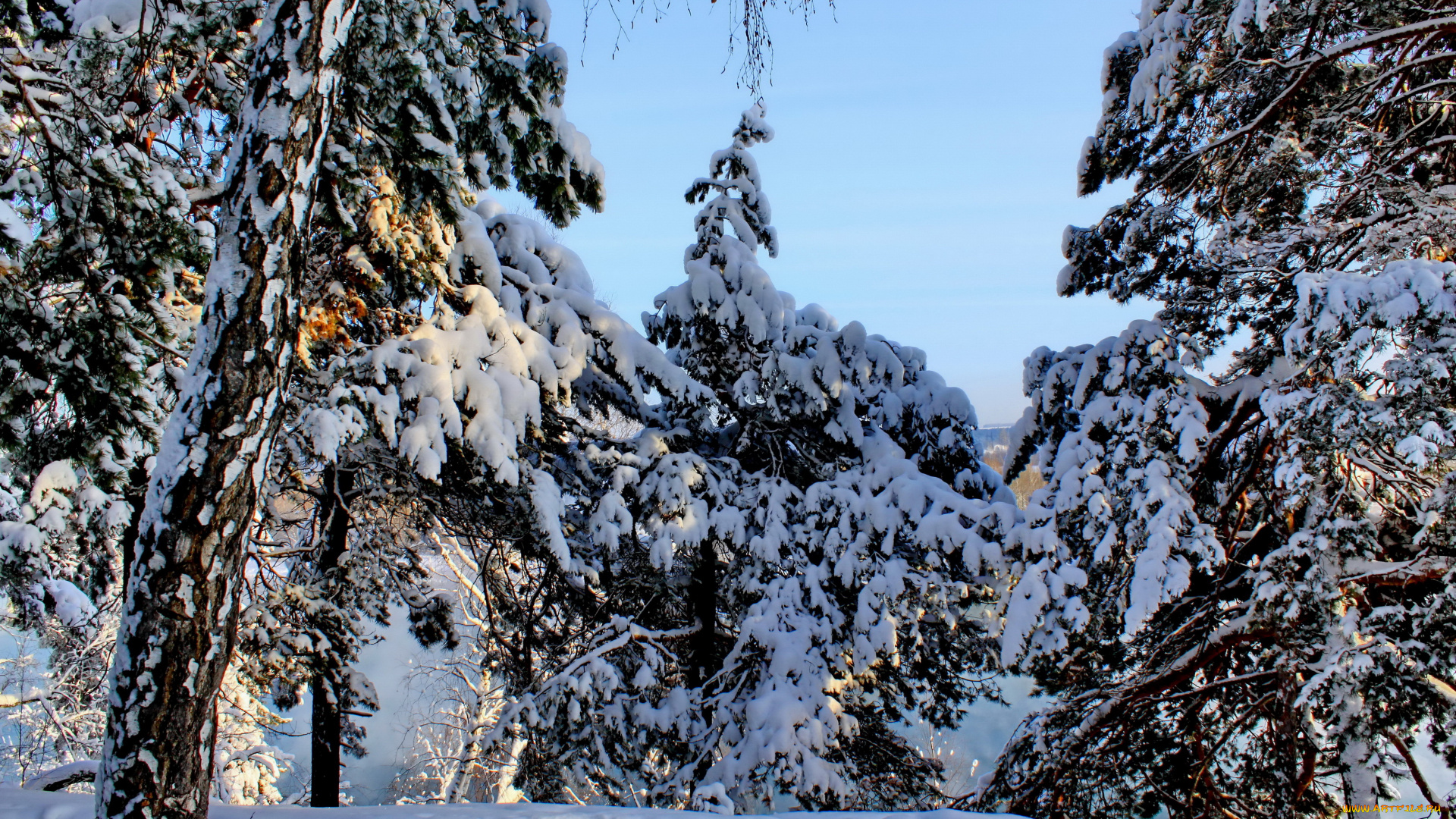 природа, зима, лес, снег