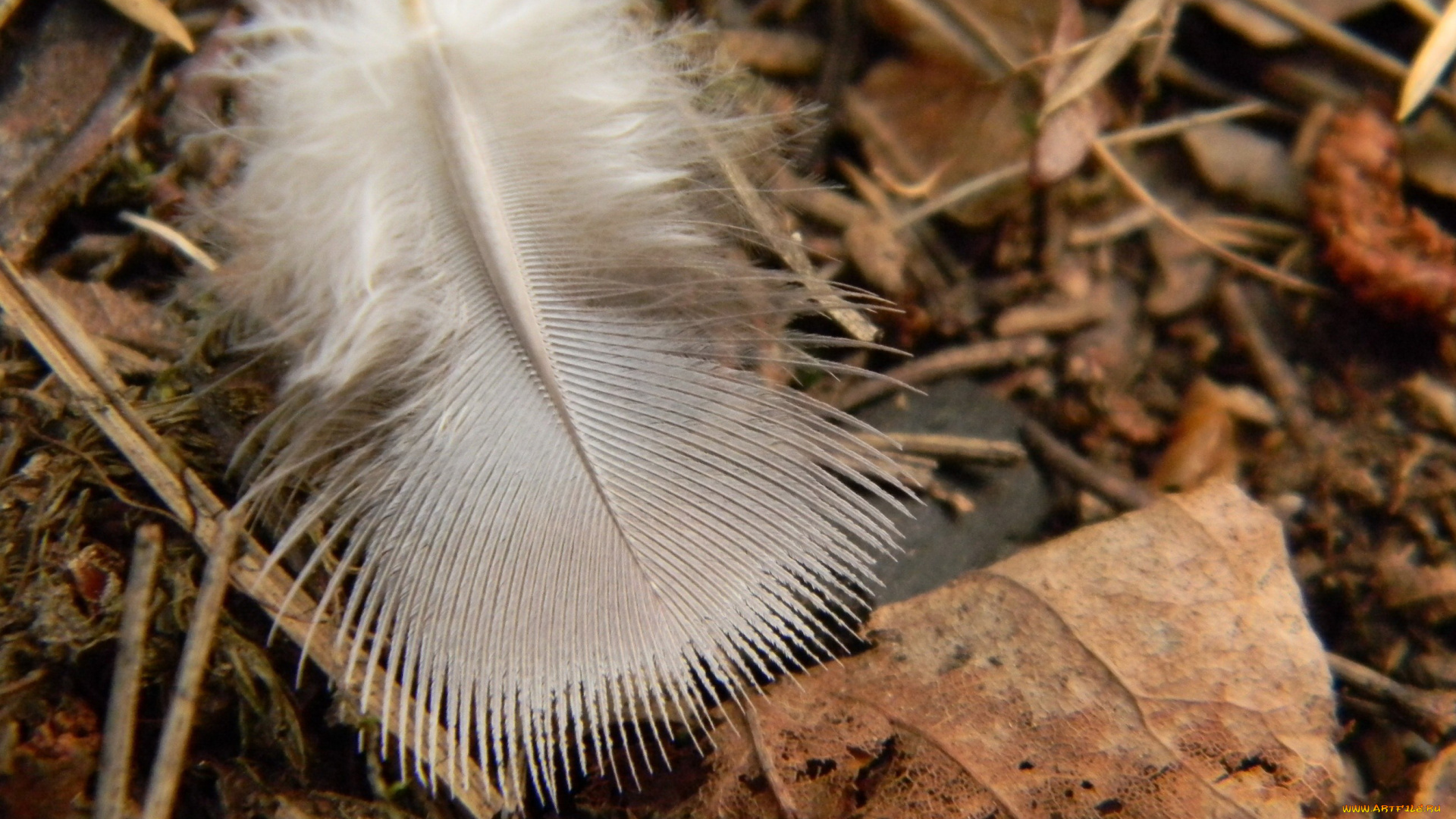 разное, перья, перо, листья