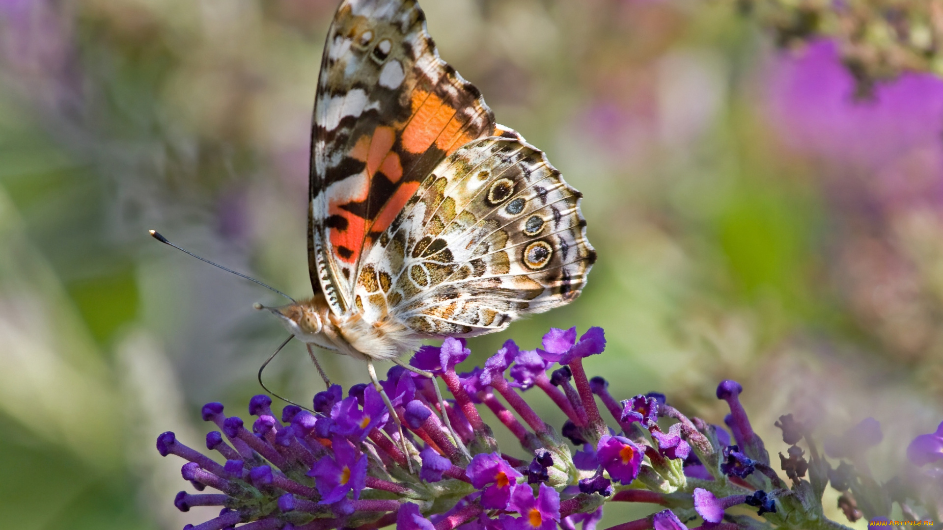 животные, бабочки, цветы, крылья