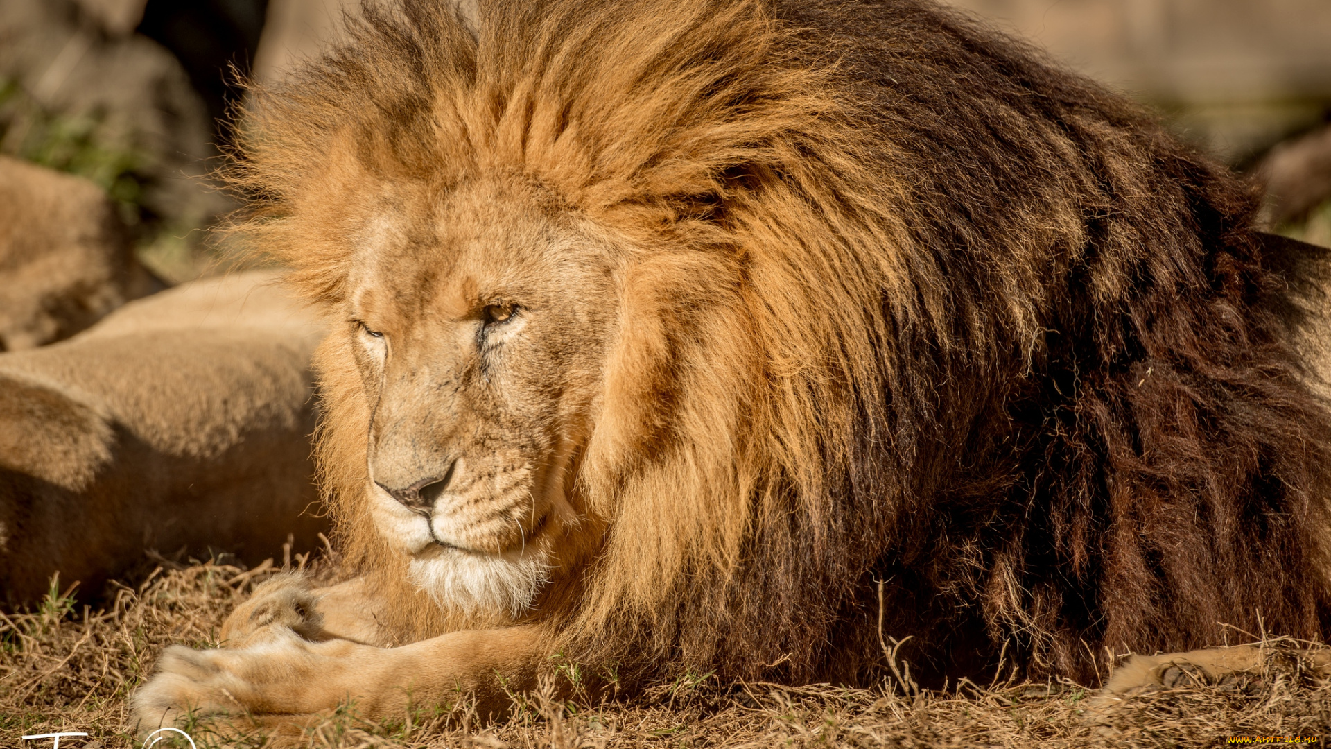 животные, львы, царь, грива, раздумья