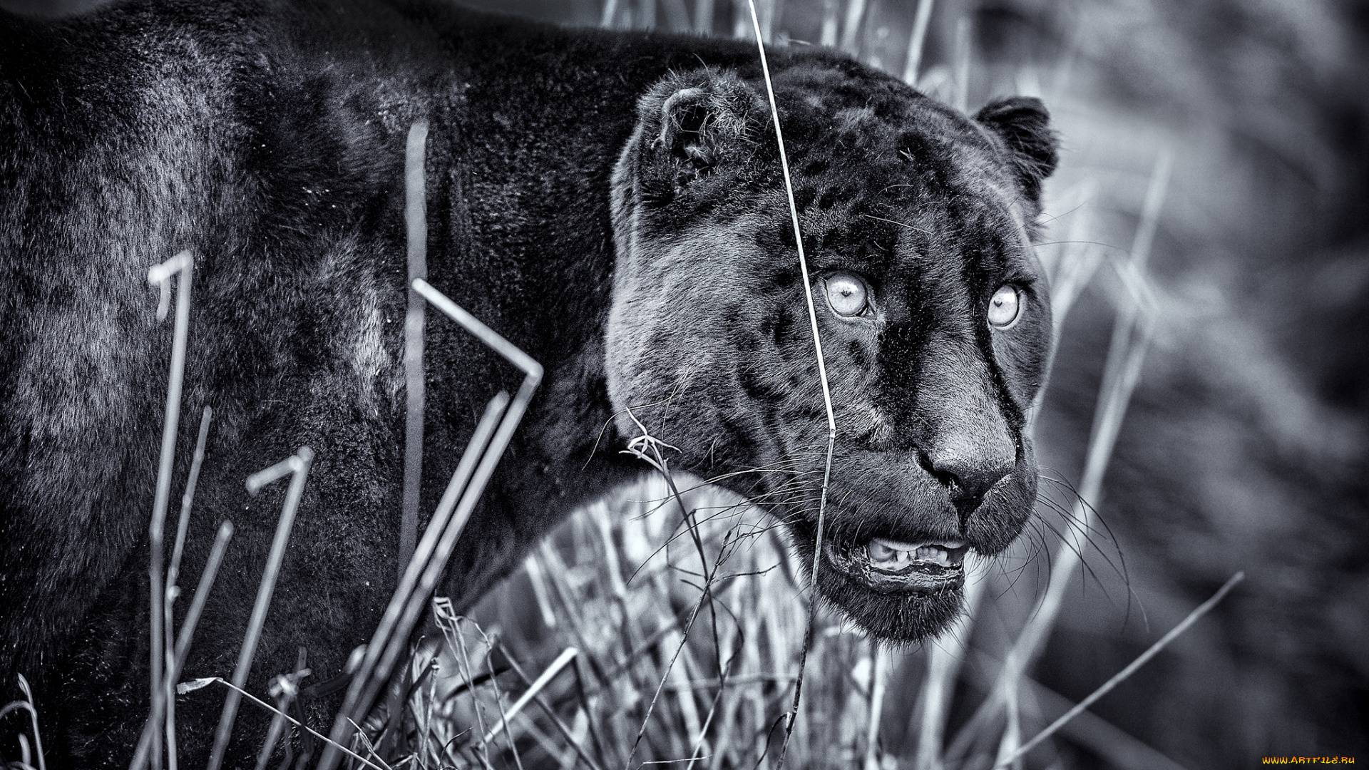 животные, пантеры, черный