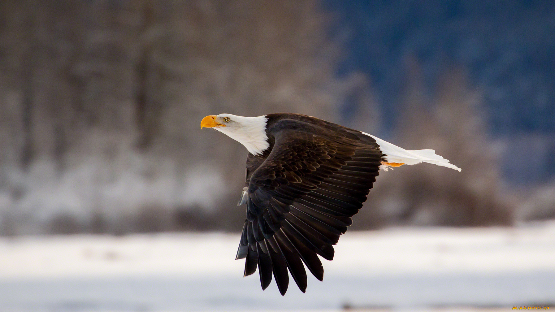животные, птицы, хищники, орлан