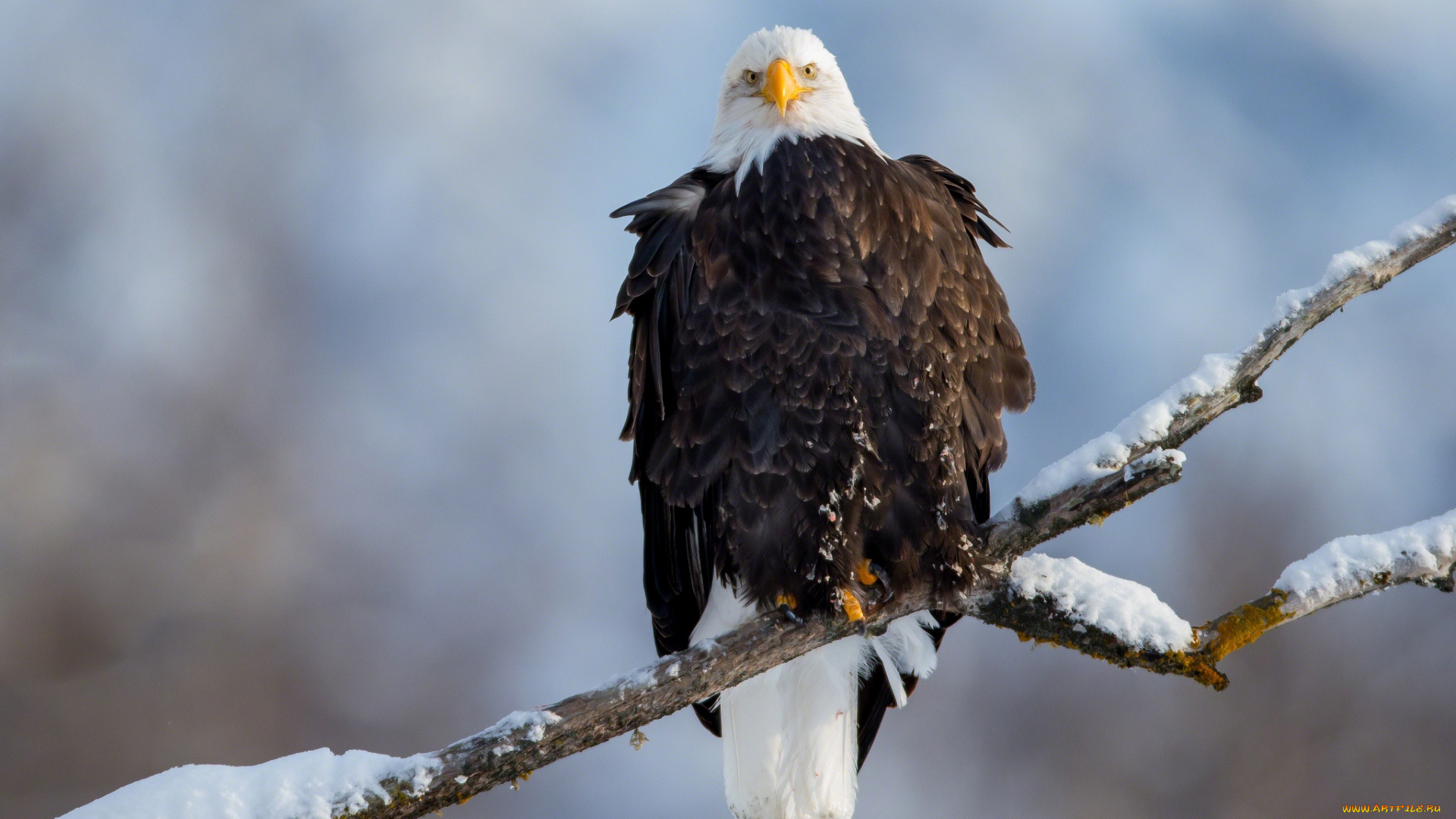 животные, птицы, хищники, орлан