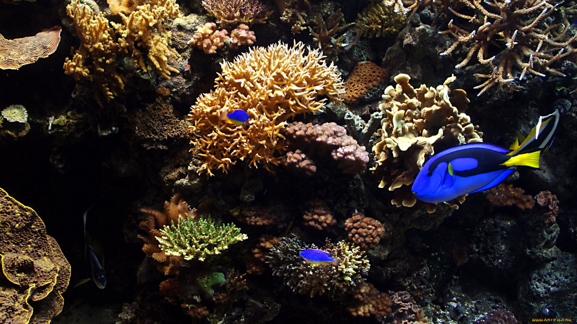 животные, рыбы, камень, кораллы, рыбки