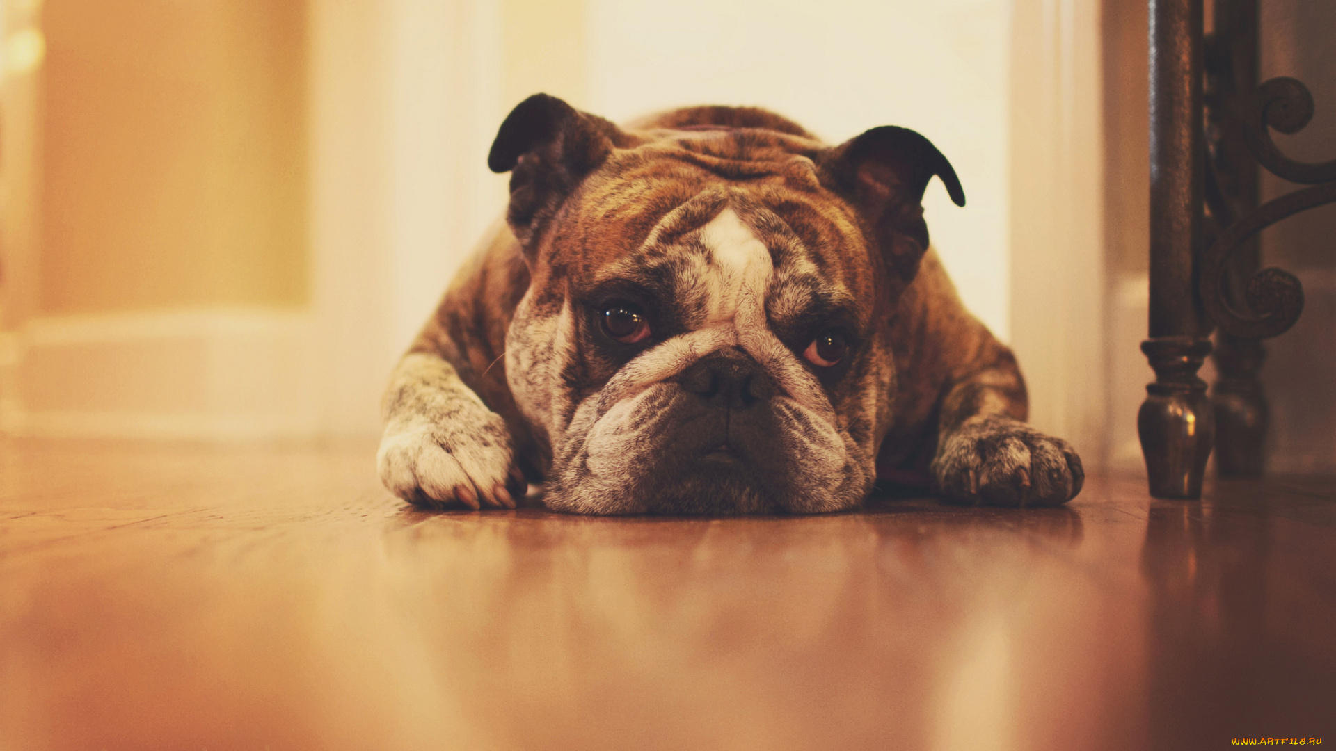 животные, собаки, бульдог