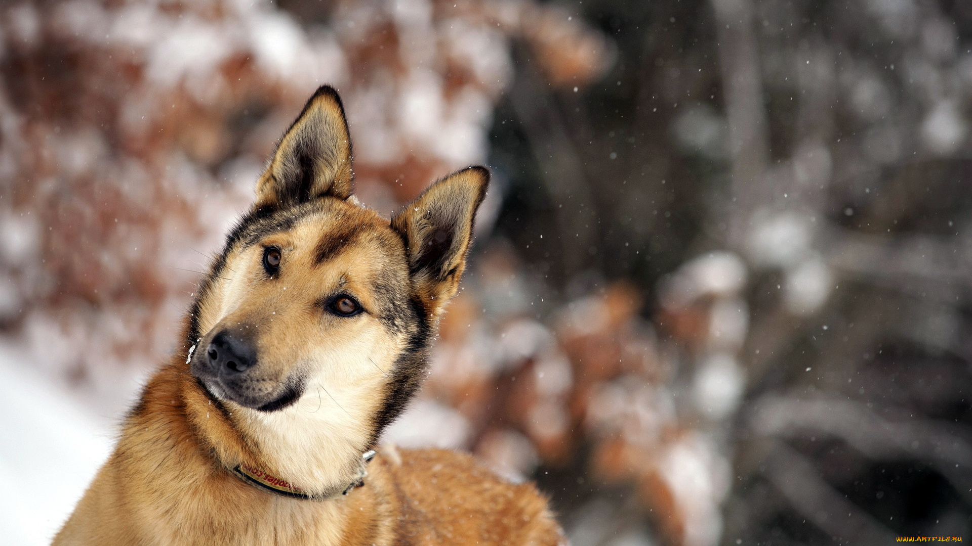 животные, собаки, собака, друг, зима