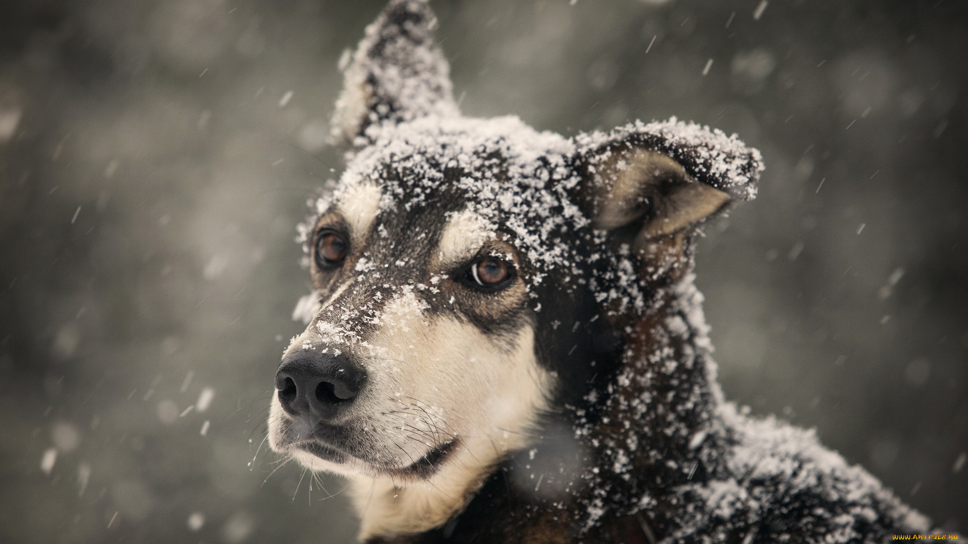 животные, собаки, собака, зима, взгляд