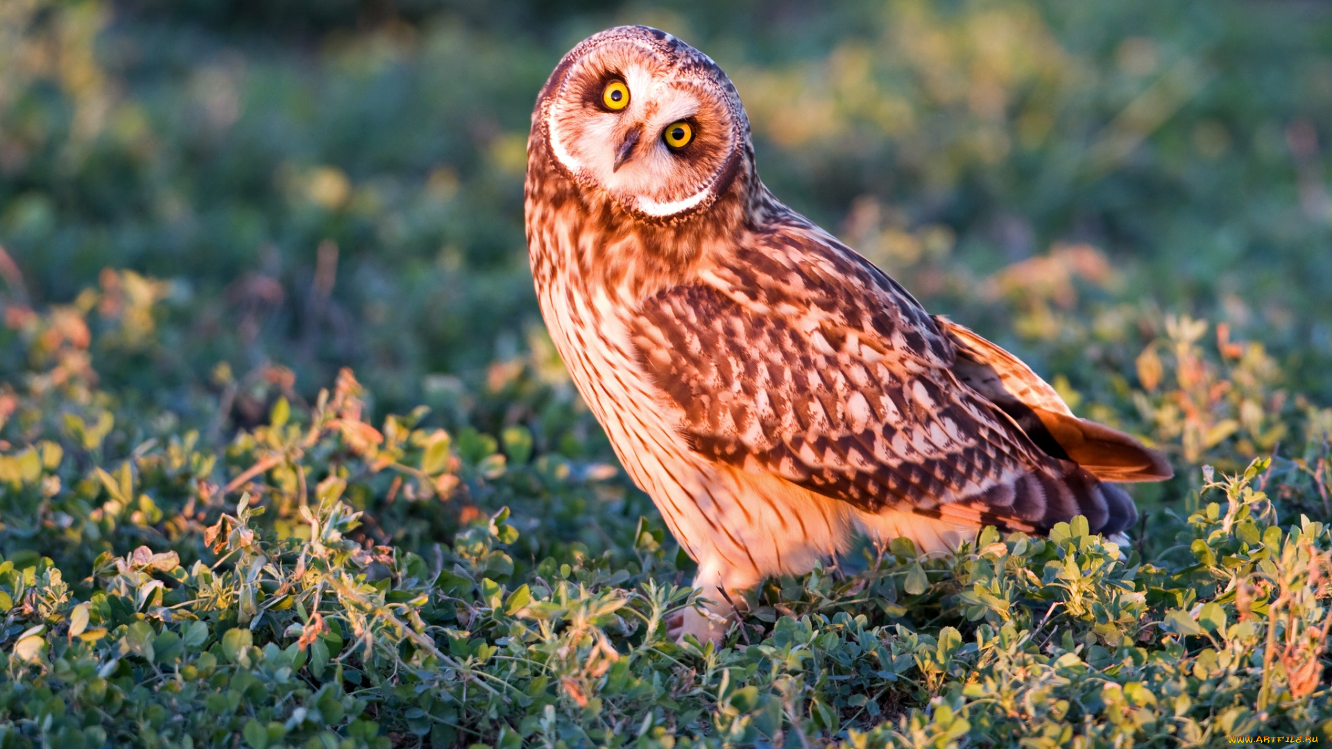 животные, совы, болотная, сова