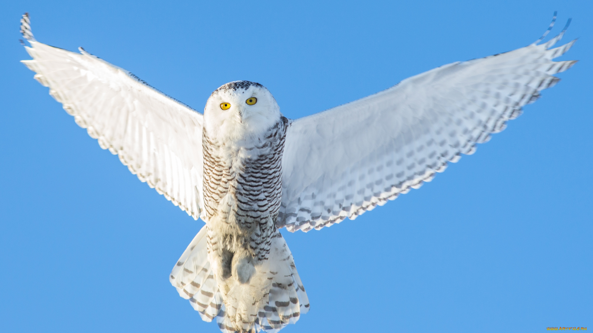 животные, совы, крылья, полярная, сова