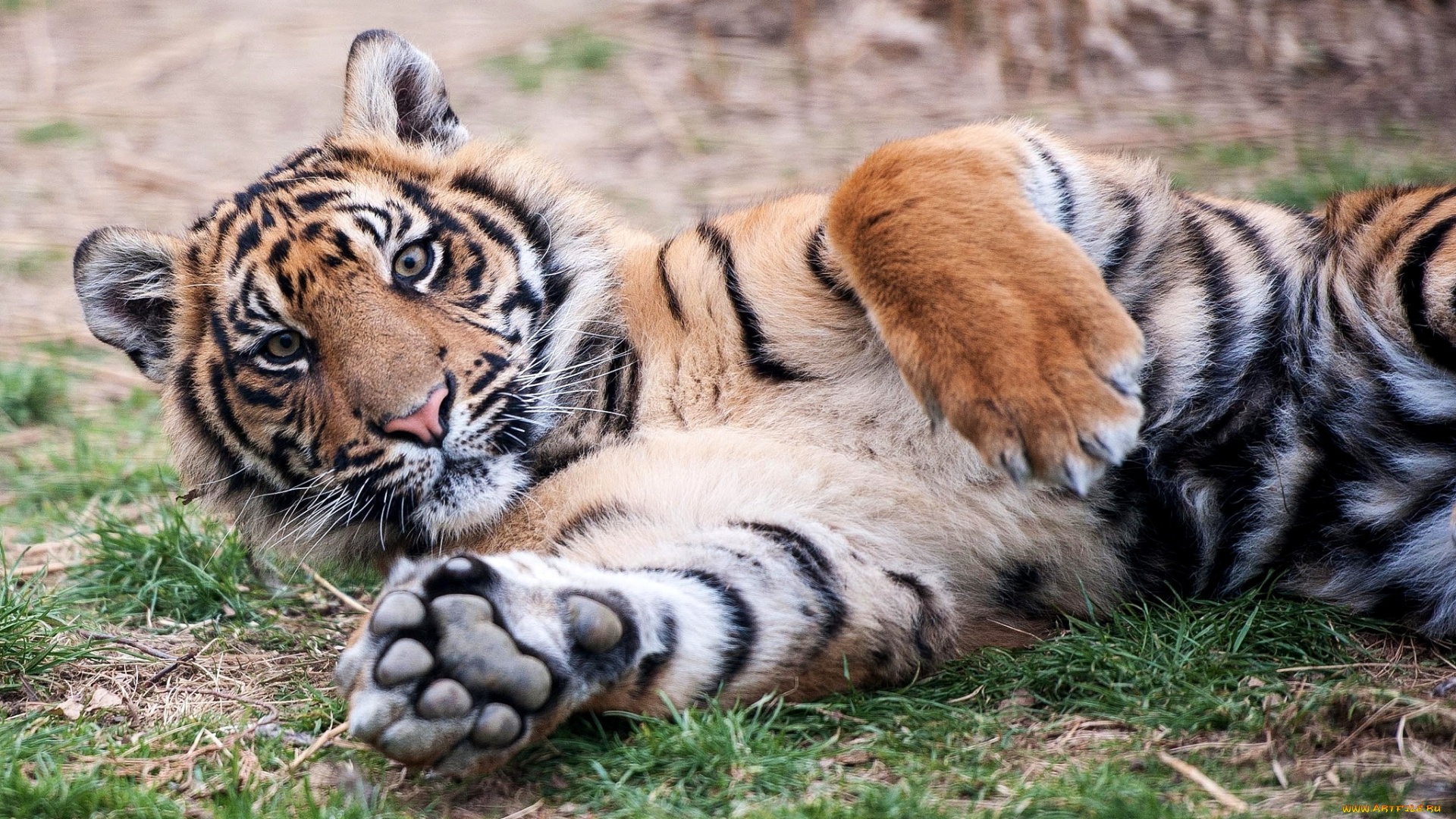 животные, тигры, тигренок, лапы