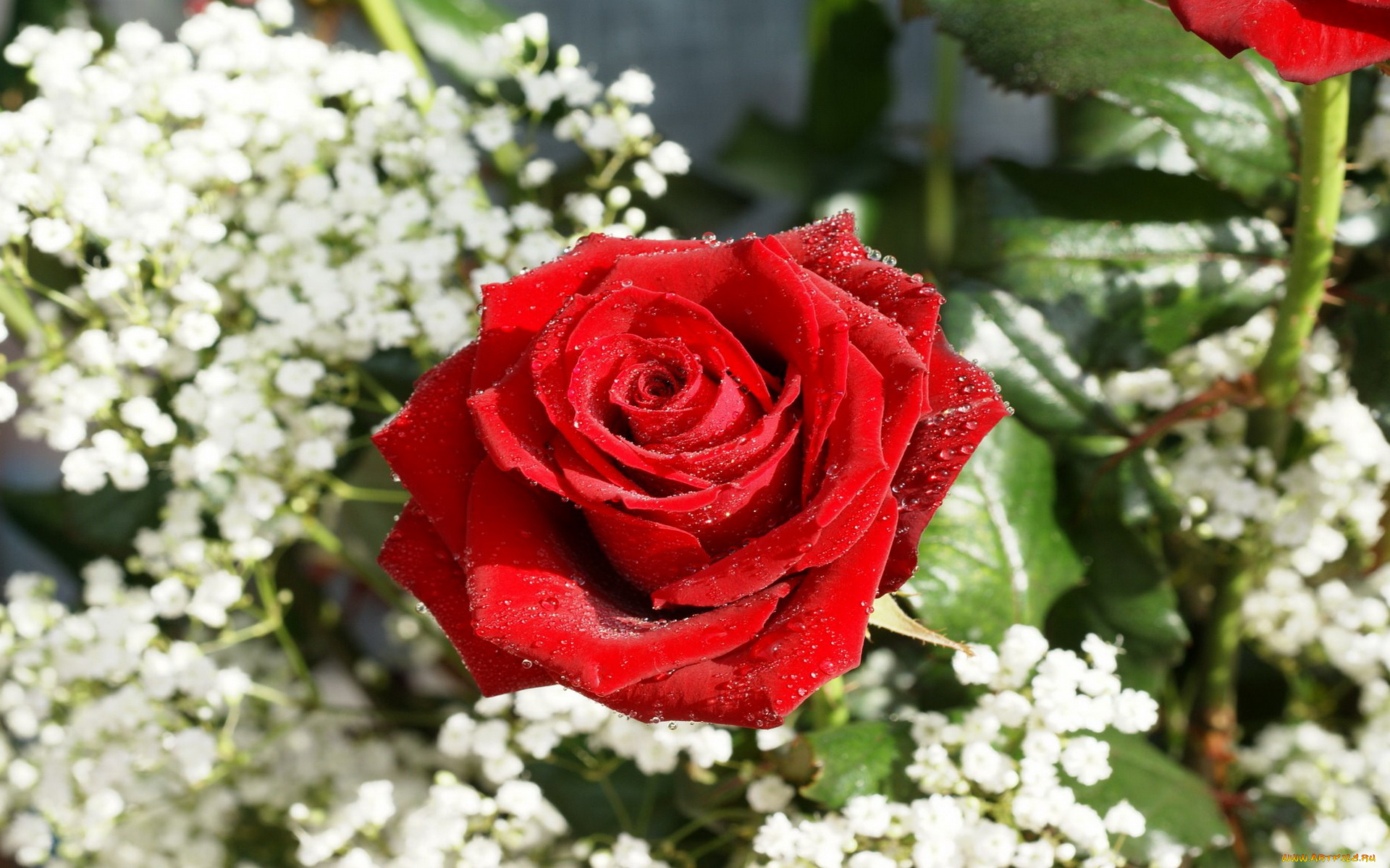 цветы, розы, алый, капли