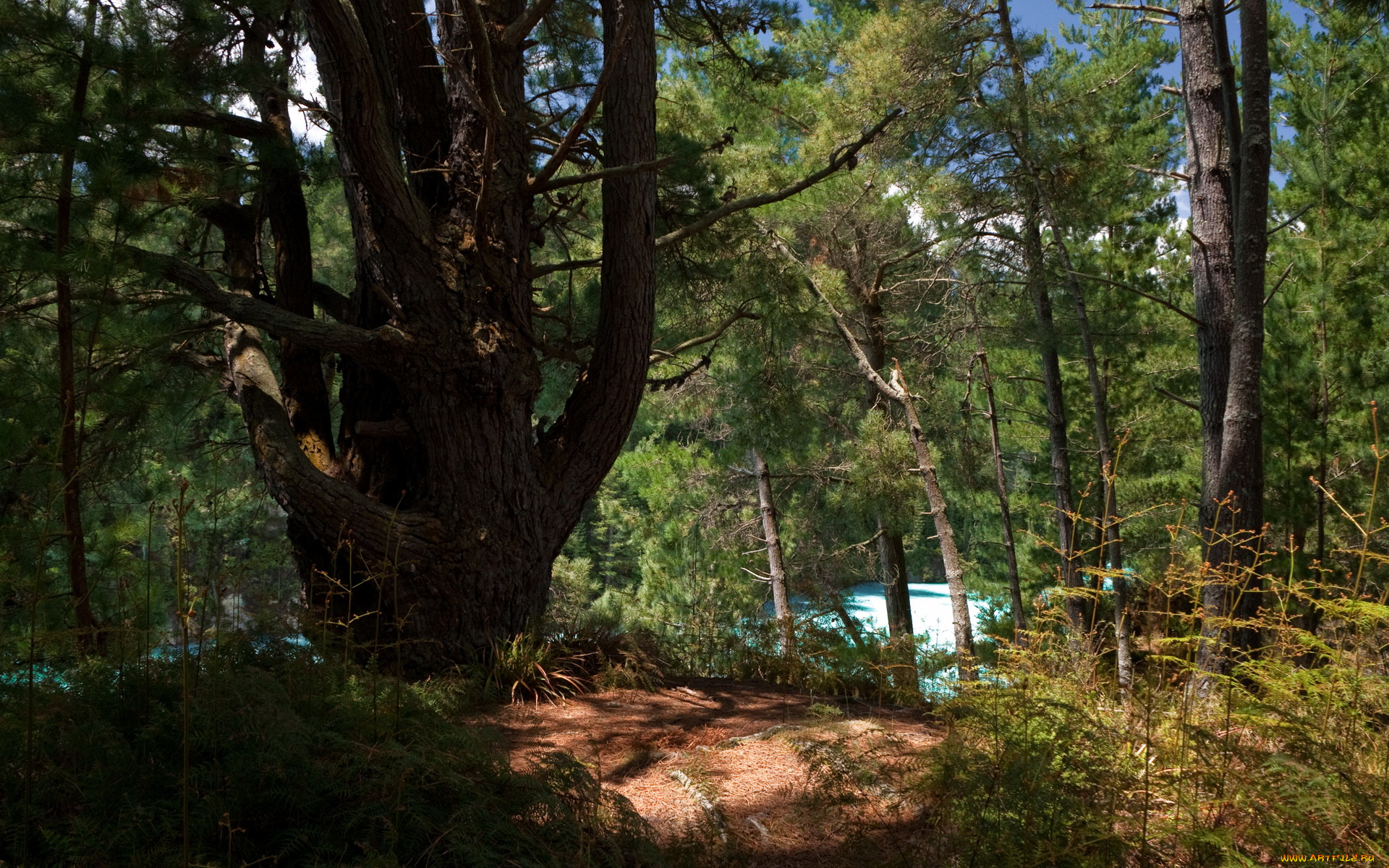 new, zealand, echo, lake, природа, лес, озеро, тропики