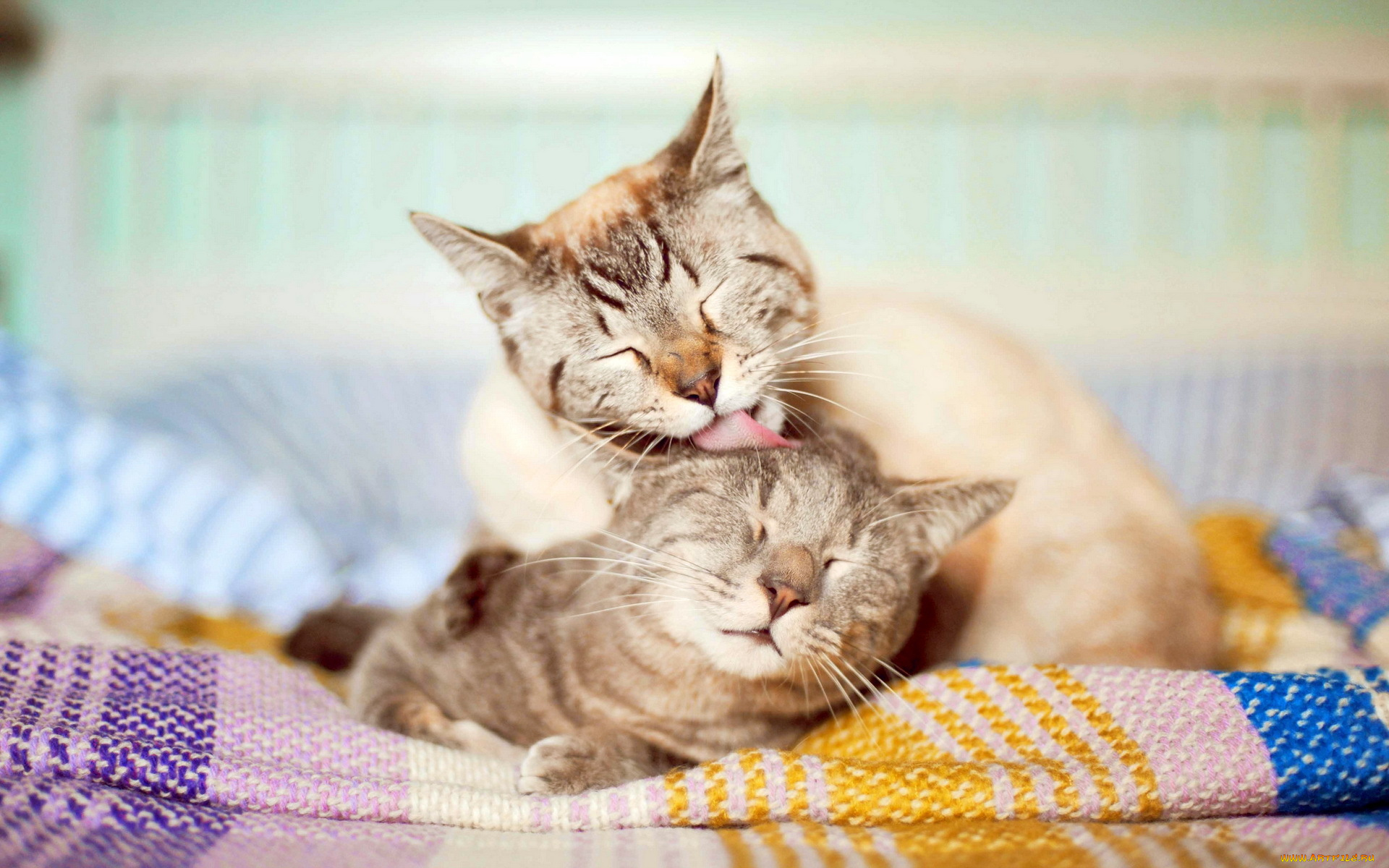 животные, коты, умывание