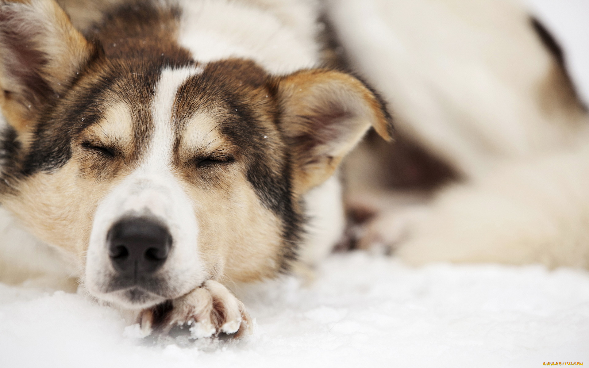 животные, собаки, собака, сон