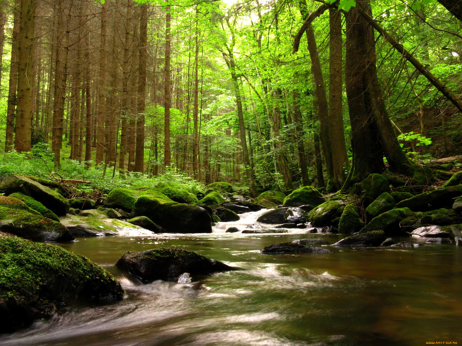 австрия, schwarzaubach, природа, реки, озера, лес, ручей