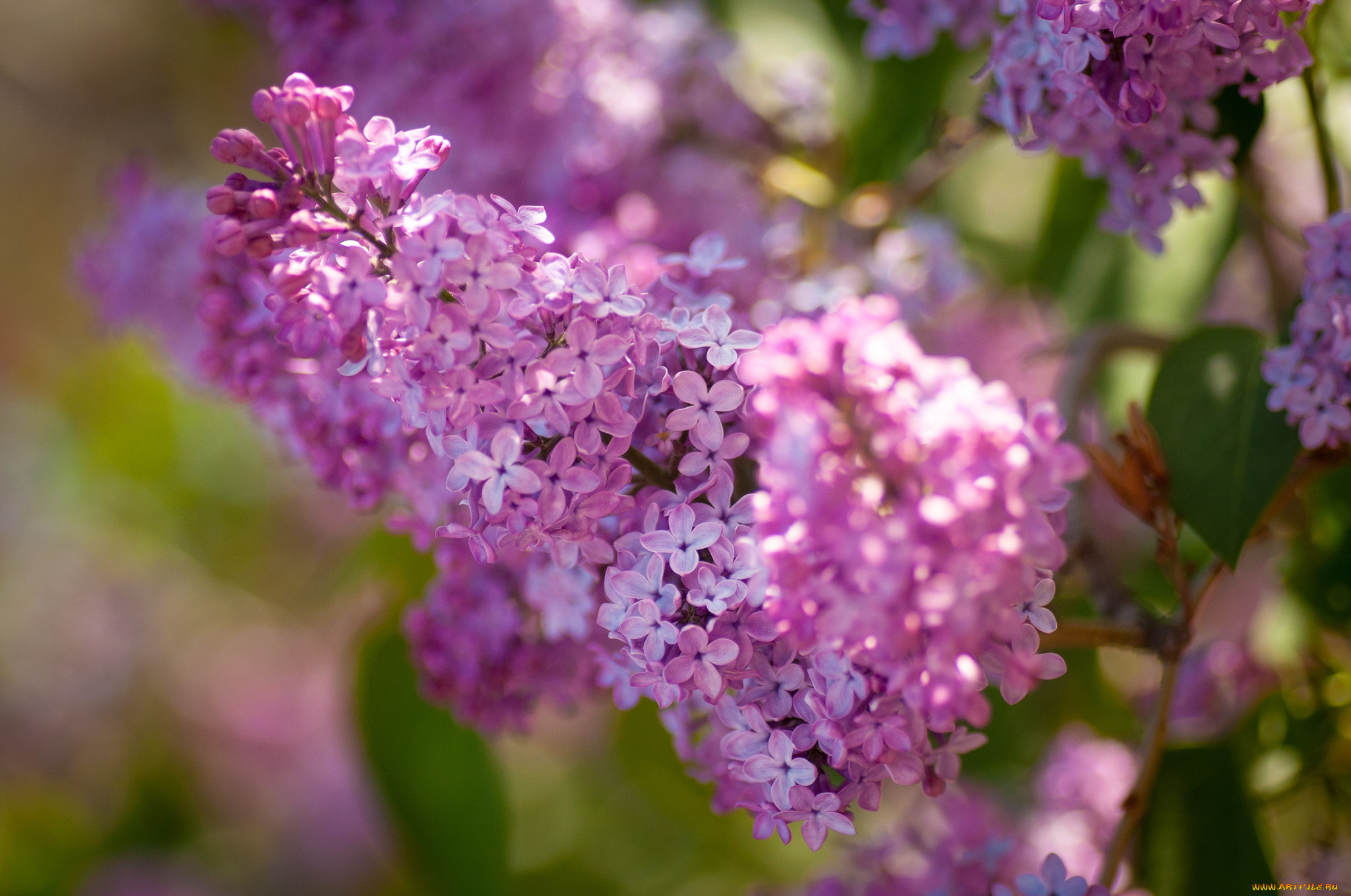 цветы, сирень, гроздь