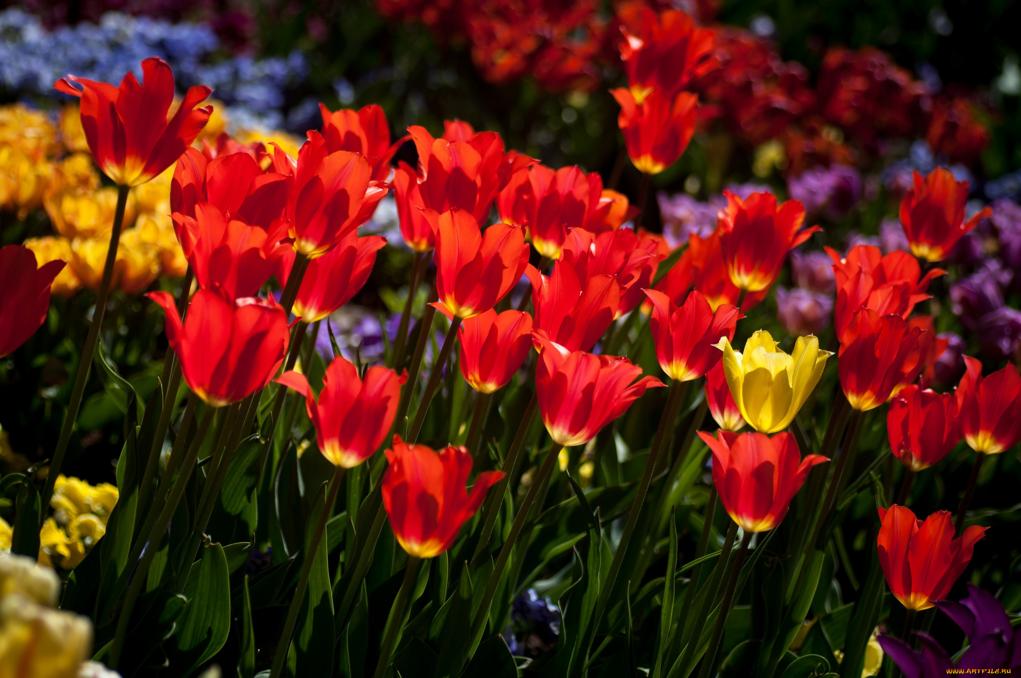 цветы, тюльпаны, много
