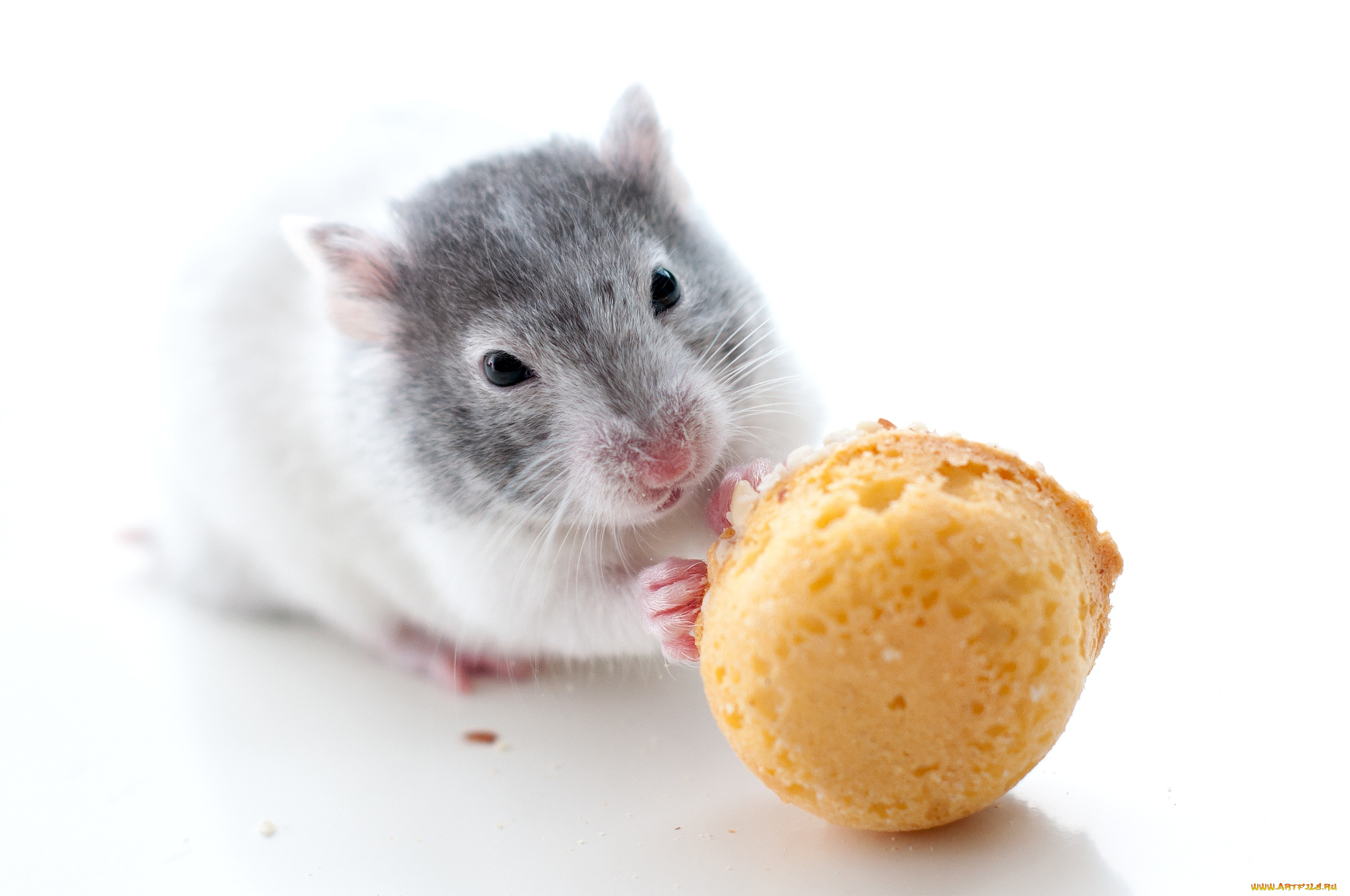 животные, морские, свинки, хомяки, маленький, обед