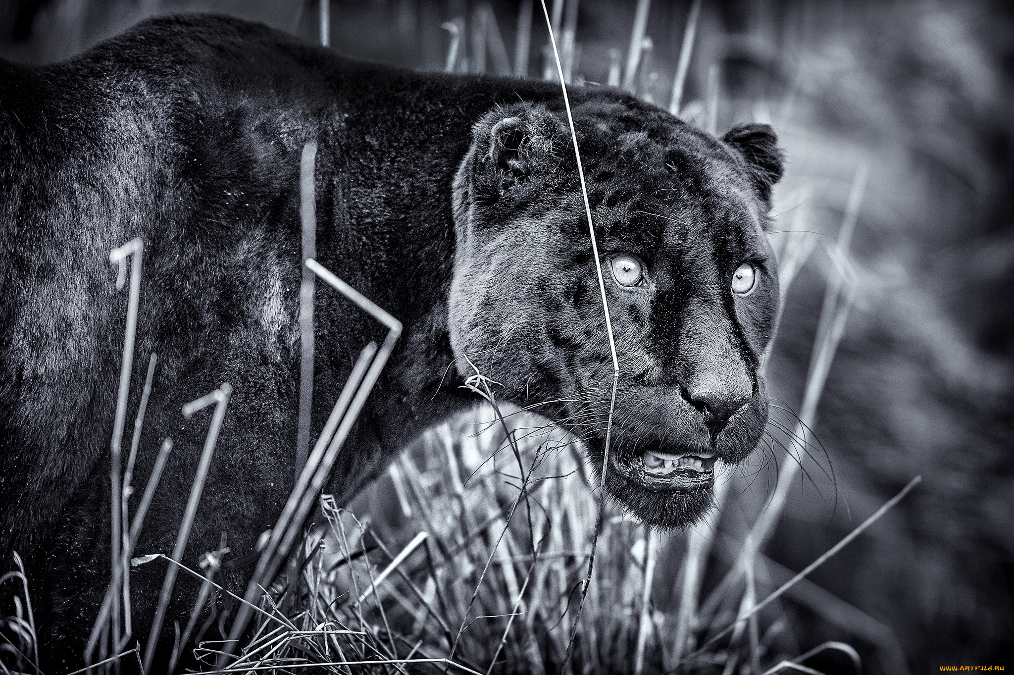 животные, пантеры, черный